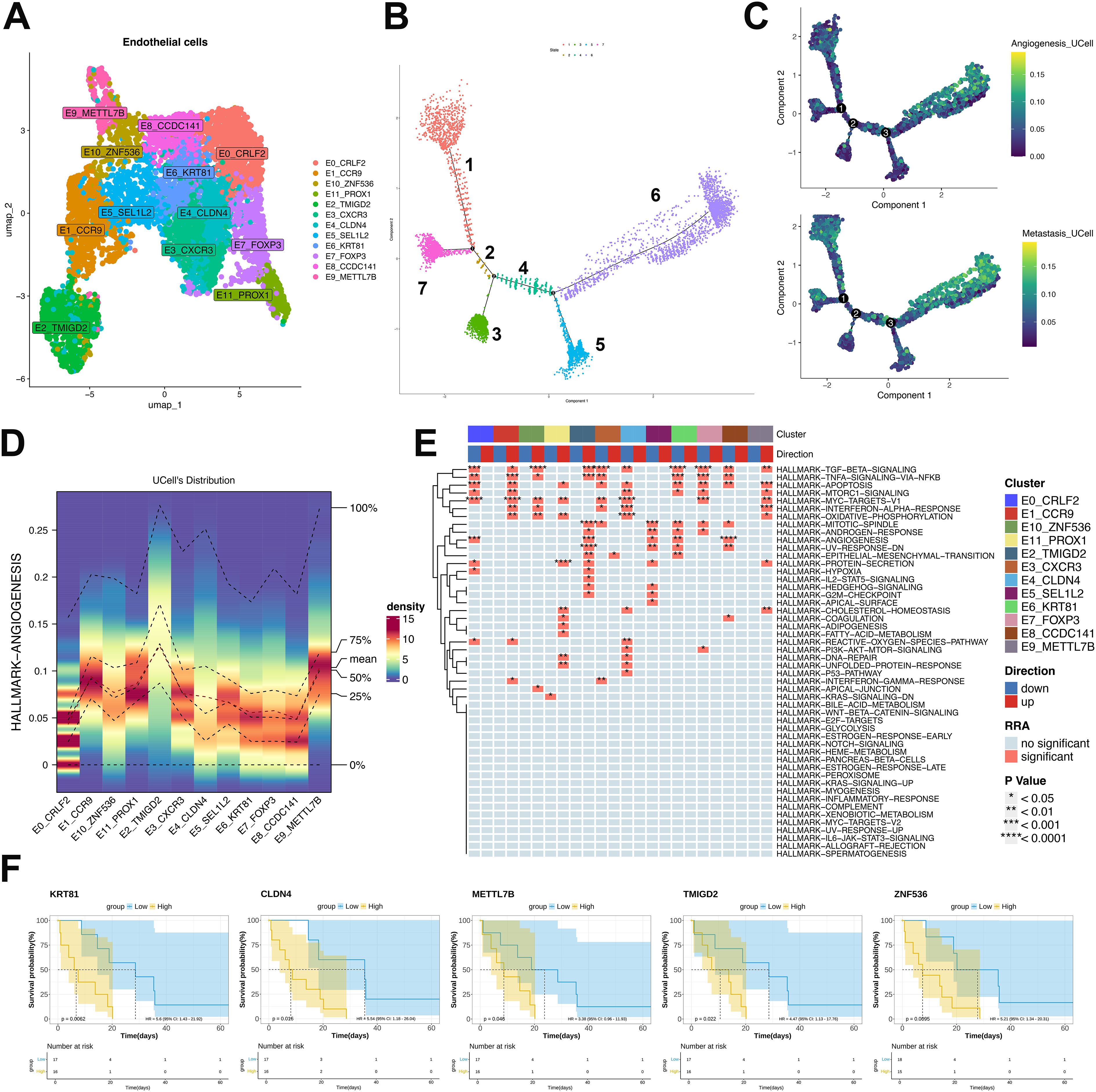 The figure contains multiple panels: A shows a UMAP plot of endothelial cell clusters labeled E0 to E11 by marker genes; B presents a trajectory analysis with arrows indicating directions between clusters; C includes two component plots depicting angiogenesis and metastasis with color gradients; D displays a density plot of UCell distributions related to HALLMARK-ANGIOGENESIS; E contains a heatmap showing expression of hallmark pathways across cell clusters, with colored bars indicating clustering and significance; F consists of Kaplan-Meier plots for genes KRT14, CLDN4, METTL7B, TMOD2, and ZNF583, showing survival probabilities over time.