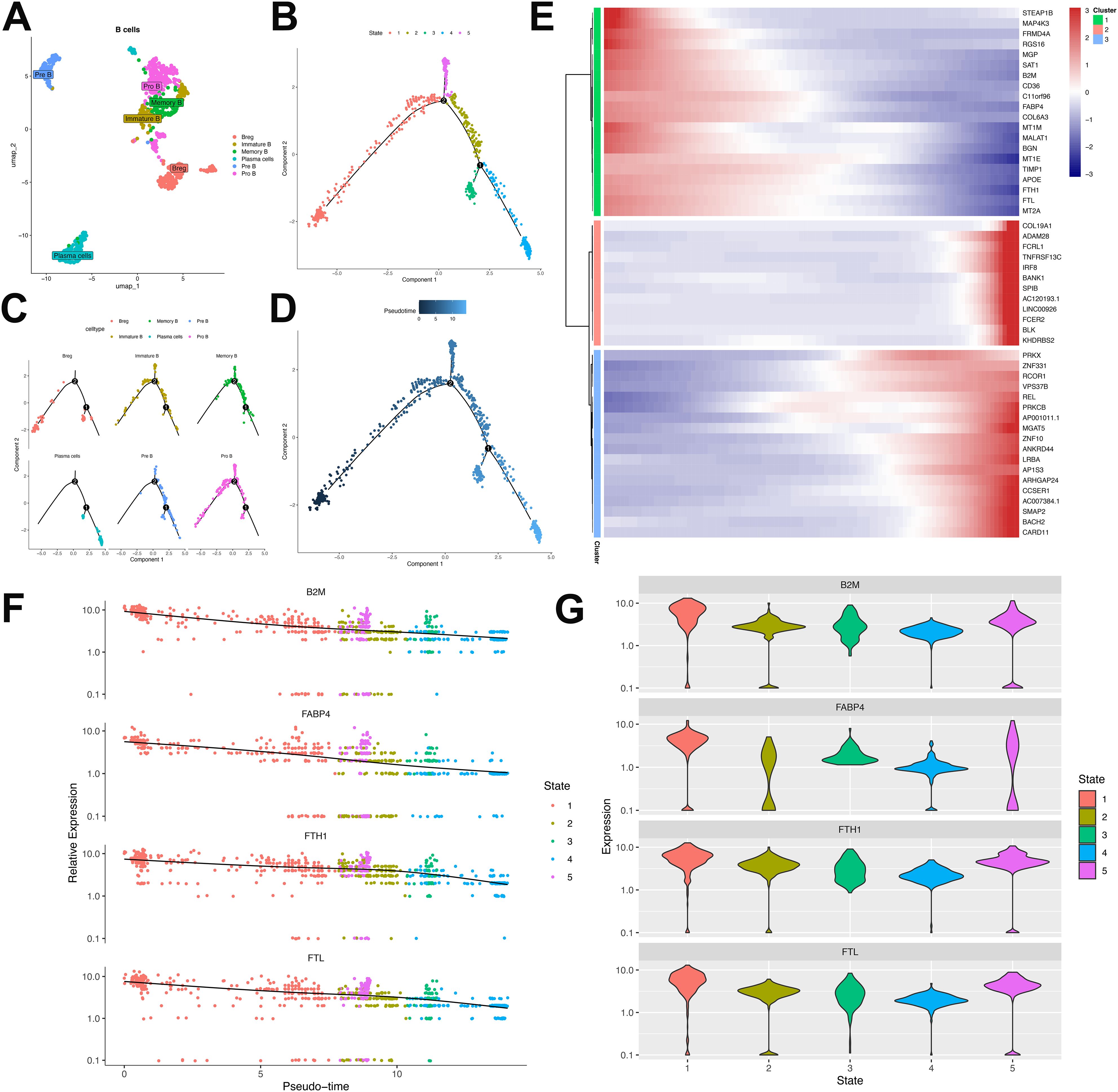Seven-panel scientific visualization of B cell data. Panel A shows a UMAP plot with clusters of B cells. Panel B depicts a trajectory plot with different states. Panel C shows detailed trajectory plots for each state. Panel D presents a pseudo-time trajectory with a gradient color scheme. Panel E is a heatmap of gene expression across clusters. Panel F displays scatter plots of gene expression versus pseudo-time for four genes: B2M, FABP4, FTH1, and FTL. Panel G shows violin plots of gene expression distribution across states for the same four genes.