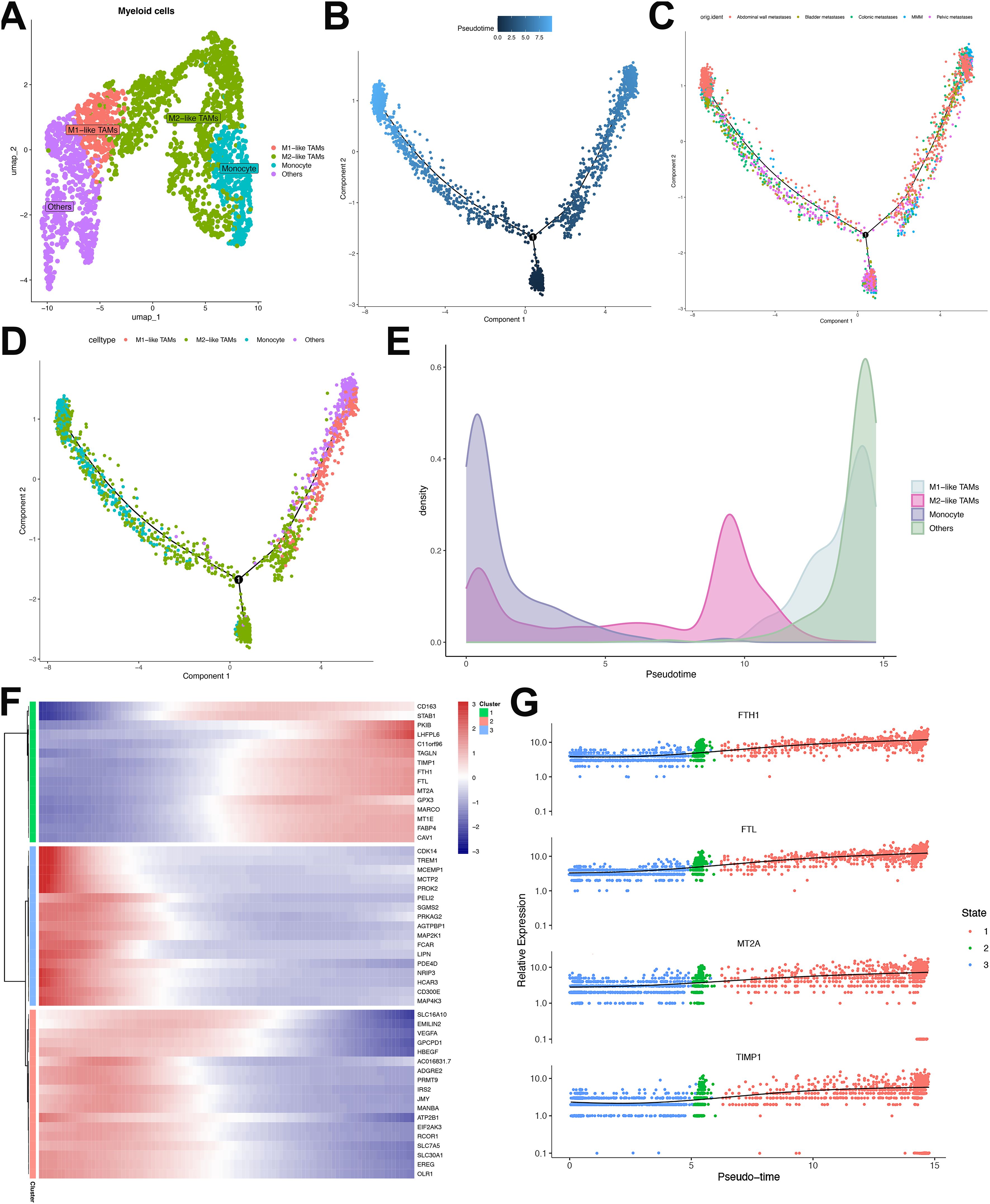 A series of panels visualizing myeloid cells and related data. Panel A shows a UMAP plot with different myeloid cell types colored distinctly. Panels B and C display plots of components against pseudotime, highlighting cell progression. Panel D mirrors Panels B and C, with colored cell types and trajectory paths. Panel E presents a density plot of cell types over pseudotime. Panel F is a heat map indicating expression levels of various genes across clusters. Panel G shows expression plots of four genes (FTL, FTH1, MT2A, TIMP1) over pseudotime, each with distinct states and expression levels.