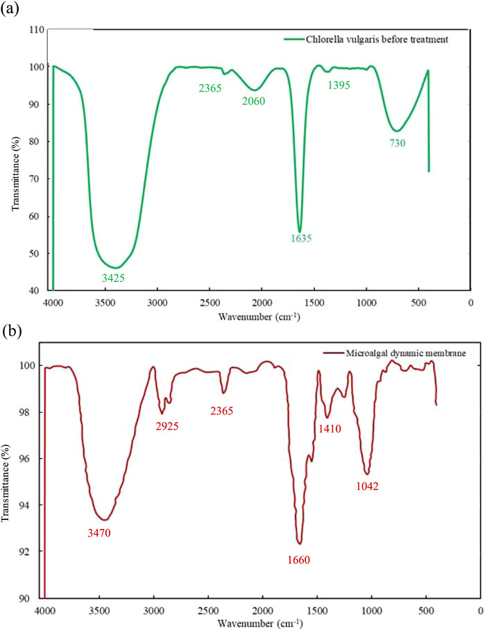 Two graphs compare FTIR spectra. Image (a) shows Chlorella vulgaris before treatment, highlighting peaks at 3425, 2365, 2060, 1635, 1395, and 730 cm⁻¹. Image (b) displays a microalgal dynamic membrane with peaks at 3470, 2925, 2365, 1660, 1410, and 1042 cm⁻¹. Both plots indicate transmittance versus wavenumber.