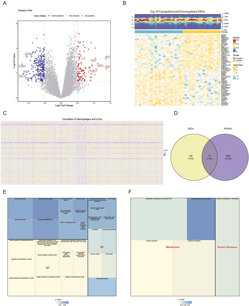 Panel A presents a volcano plot showing gene expression changes, with red and blue dots indicating upregulated and downregulated genes, respectively. Panel B is a heatmap of the top fifty differentially expressed genes, with color variations representing expression levels and density. Panel C exhibits a correlation graph between macrophages and low-risk genes, featuring color-coded correlations. Panel D is a Venn diagram showing the overlap between differentially expressed genes and macrophage-related genes. Panel E and Panel F are treemaps illustrating gene ontology classifications and biological processes related to metabolism and human diseases, with color intensity showing p-values.