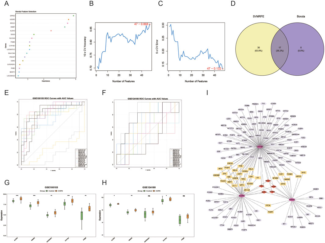Group of charts and a diagram related to feature selection and gene expression analysis. Chart A displays Bonferroni Feature Selection with importance ranking. Charts B and C show accuracy and error versus the number of features. D is a Venn diagram comparing SVMRFE and Boruta methods. E and F present ROC curves with AUC values for two datasets. G and H are box plots for gene expression levels in control and COPD samples. I is a network diagram illustrating gene interactions.