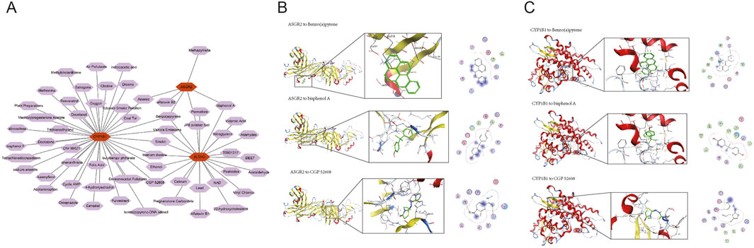 Diagram with three sections labeled A, B, and C. Section A shows a network graph connecting hexagonal nodes labeled with chemical names linked to central nodes CYP1B1, ASGR2, and ALDH2. Sections B and C display molecular interaction diagrams, with each row showing a protein structure interacting with a chemical, detailed in close-ups and accompanied by 2D diagrams illustrating molecular interactions.