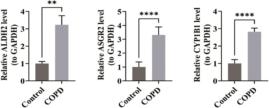 Bar graphs showing the relative levels of ALDH2, ASGR2, and CYP1B1 compared to GAPDH in control and COPD groups. The levels are significantly higher in the COPD group, indicated by asterisks for statistical significance.