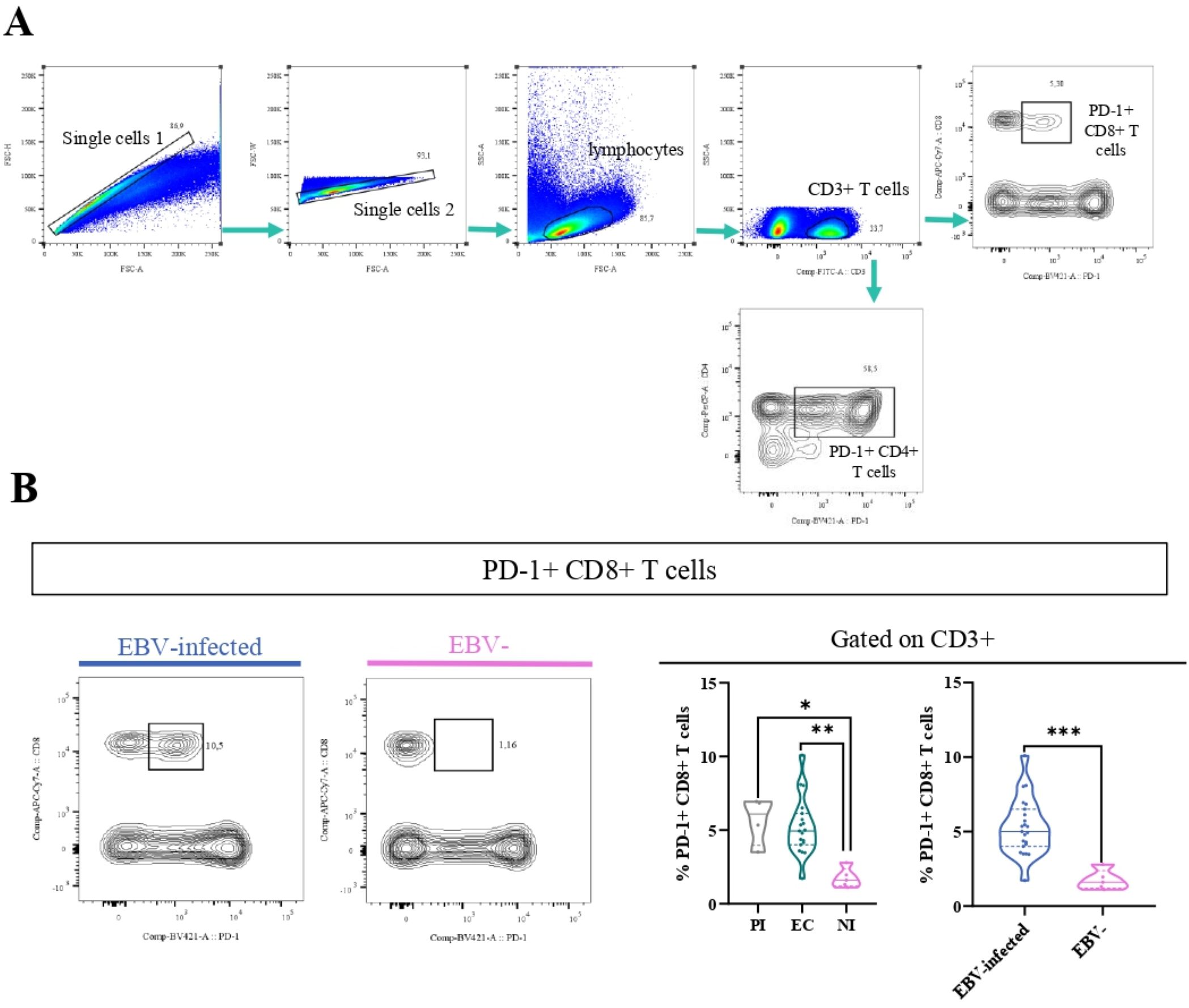 Flow cytometry analysis showing gating strategy for PD-1+ CD8+ T cells. Panel A illustrates the sequential gating from single cells to lymphocytes and CD3+ T cells, concluding with PD-1+ CD8+ T cells. Panel B compares EBV-infected and EBV-negative samples, with contour plots depicting PD-1+ CD8+ T cell percentages. Violin plots on the right show statistical differences in PD-1 expression among groups, with significant differences marked by asterisks.