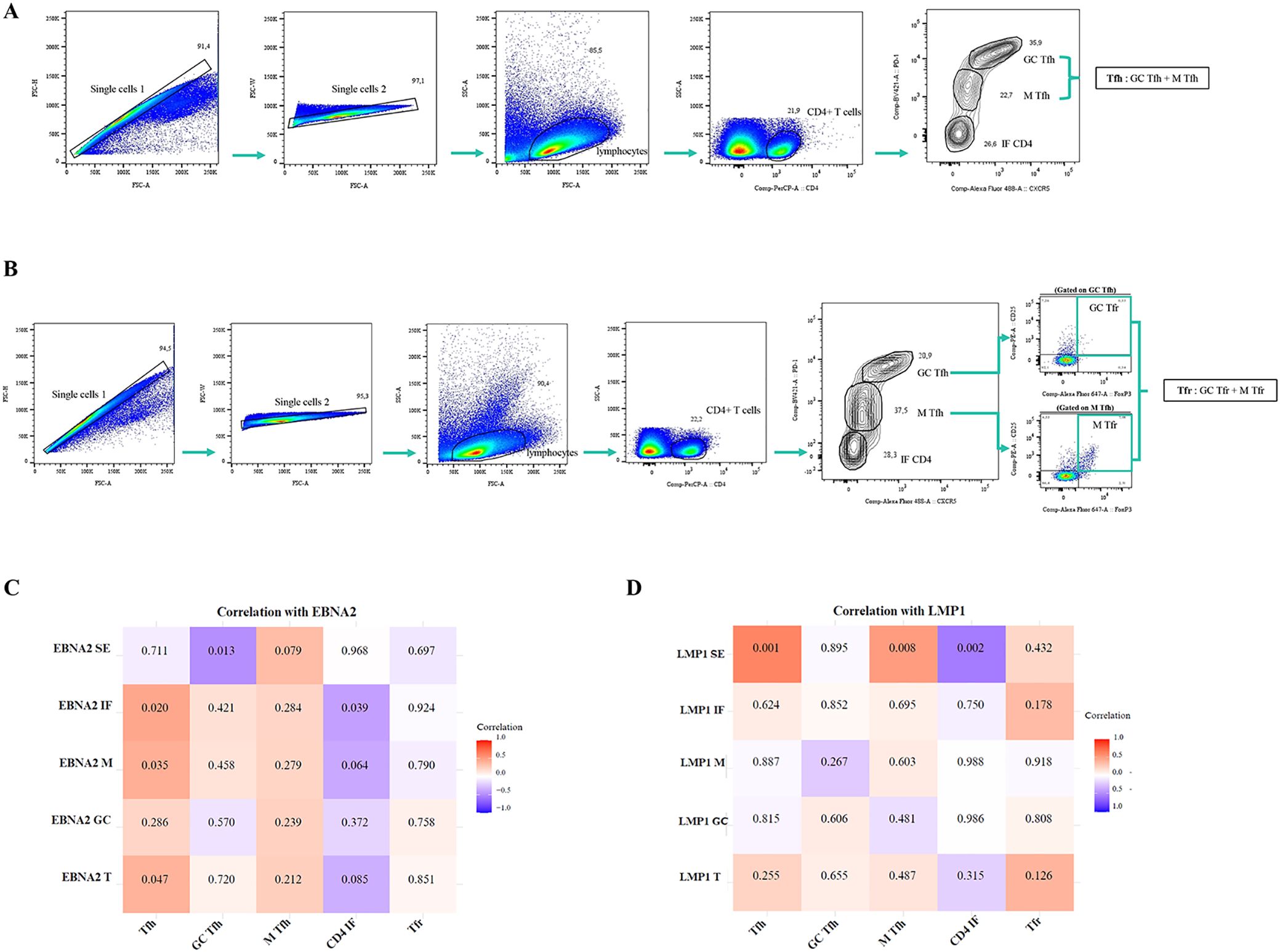 Flow cytometry plots (A, B) illustrate the gating strategy for identifying different T cell subsets, including CD4+ T cells and further subpopulations like GC Tfh and M Tfr. Heatmaps (C, D) display the correlation between EBNA2, LMP1, and various T cell markers, showing varying degrees of correlation from negative (purple) to positive (red).