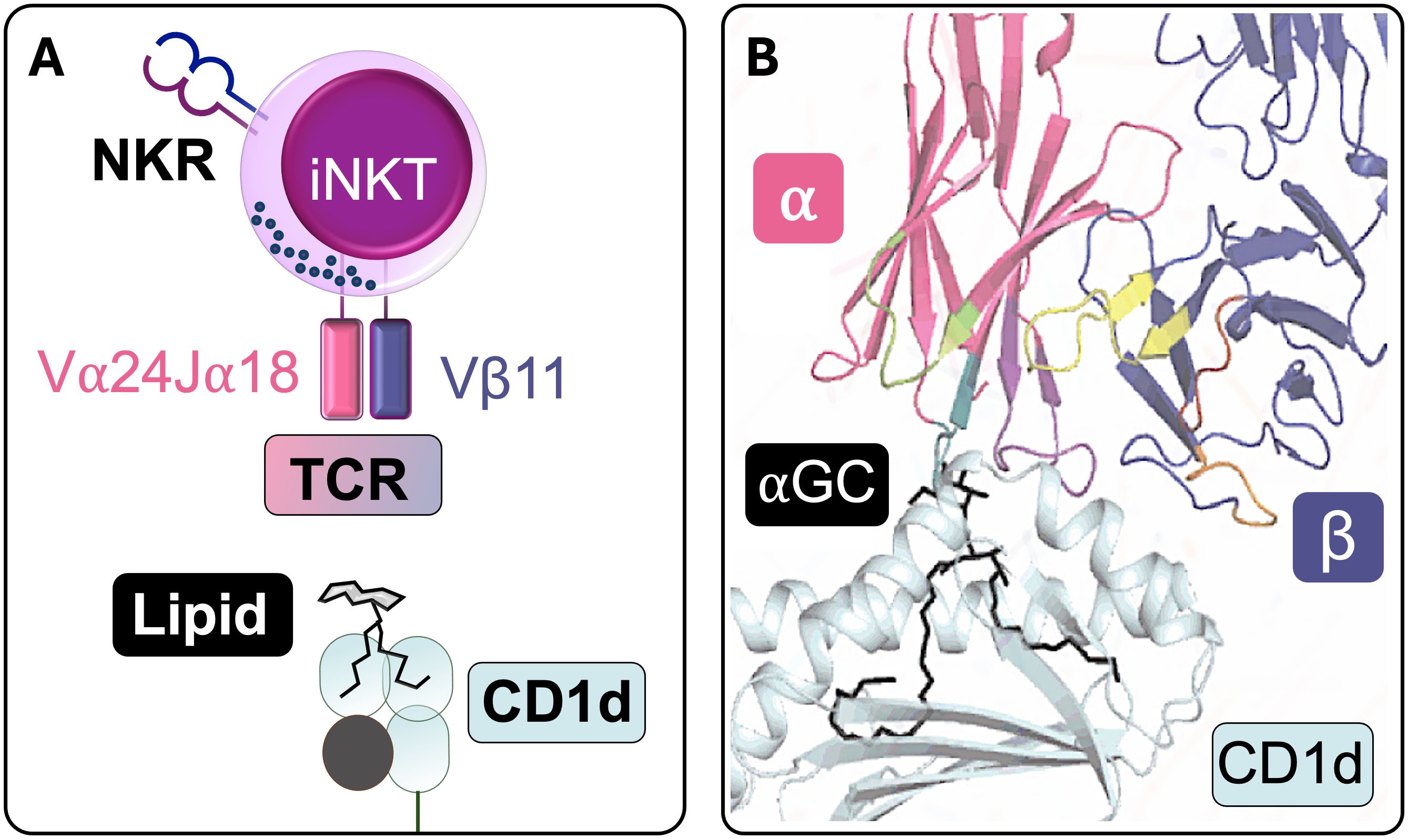 Diagram with two panels. Panel A illustrates the interaction of invariant natural killer T (iNKT) cells with lipid antigen presented by CD1d. iNKT cells are CD1d-restricted T cells. Their T-cell receptor (TCR), marked as Vα24Jα18 and Vβ11, is shown, and they also express natural killer cell receptors (NKRs), as indicated. Panel B depicts the corresponding molecular structure with color-coded strands labeled according to the components in Panel B.