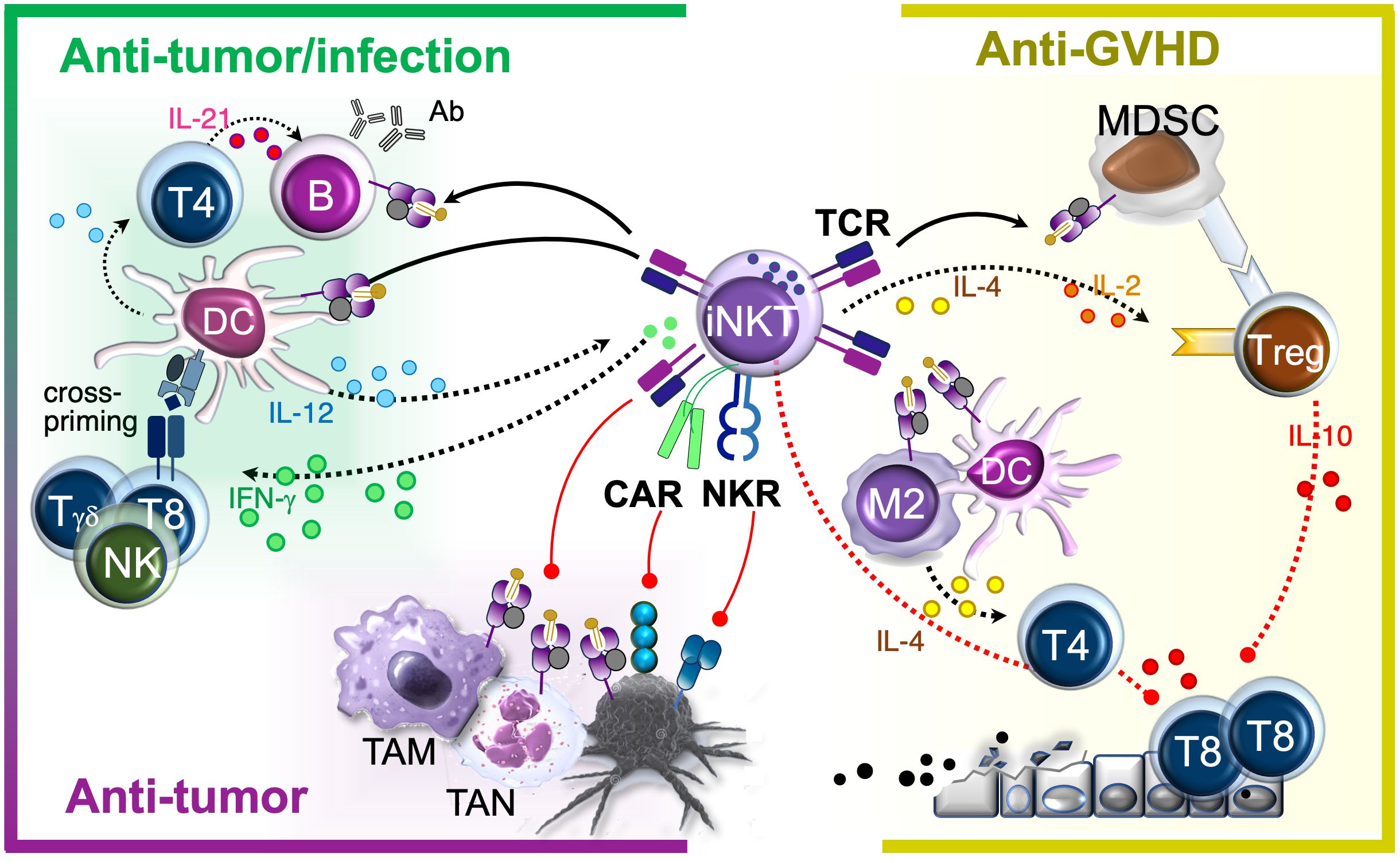 Diagram illustrating immune cell interactions in two scenarios: anti-tumor and infection responses on the left, and anti-graft-versus-host disease (GVHD) responses on the right. The left panel shows T helper (T4), B, dendritic (DC), gamma-delta T, cytotoxic T (T8), and natural killer (NK) cells, with cytokines interleukin-12, interleukin-21, and interferon-gamma promoting anti-tumor activity. The right panel shows myeloid-derived suppressor cells (MDSCs), regulatory T cells (Treg), and M2 macrophages, with interleukin-4, interleukin-2, and interleukin-10 promoting anti-GVHD effects. Chimeric antigen receptor (CAR) and NK receptor (NKR) interactions are highlighted, along with tumor-associated macrophages (TAMs), tumor-associated neutrophils (TANs), and cancer cells.