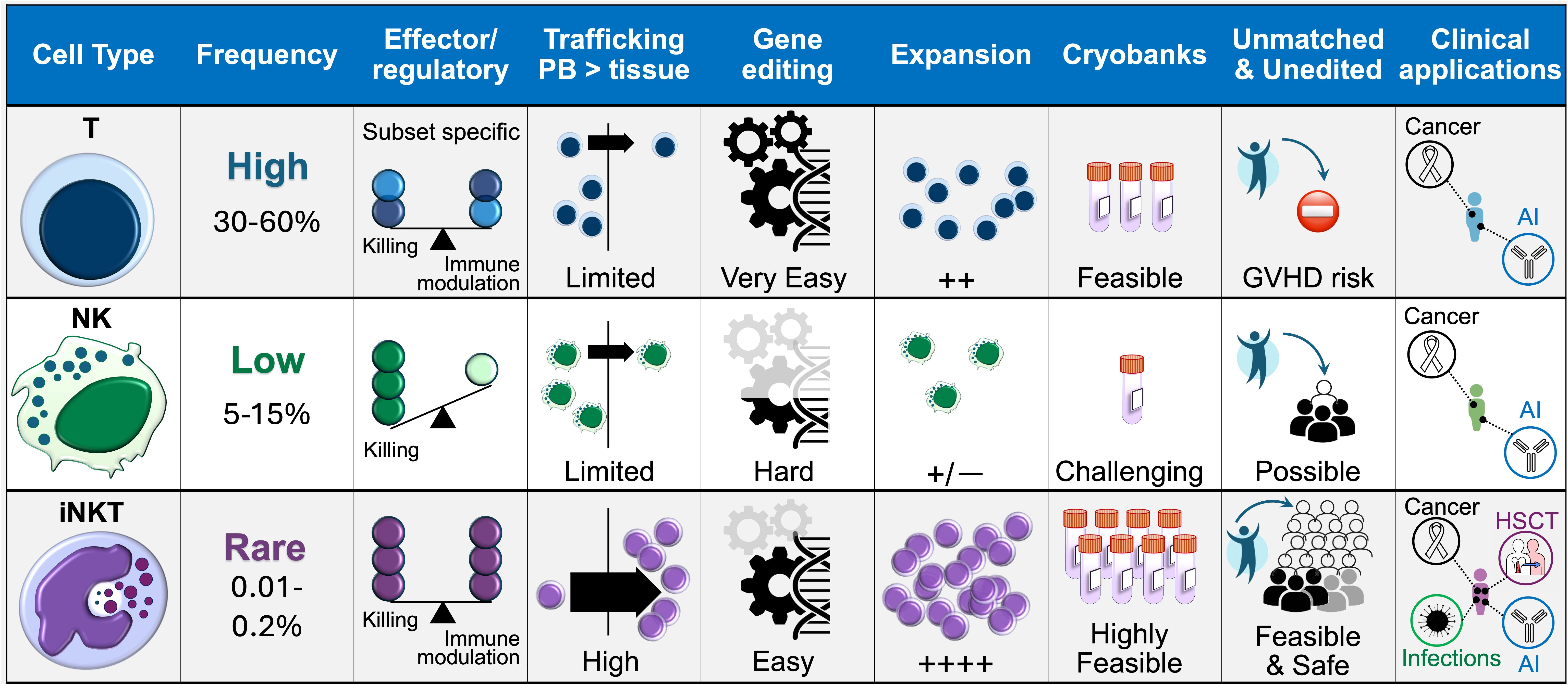Chart comparing T cells, NK cells, and iNKT cells across: frequency (T: High, 30-60%; NK: Low, 5-15%; iNKT: Rare, 0.01-0.2%), effector/regulatory balance, trafficking, gene editing challenges, expansion capabilities, cryobank feasibility, GVHD risk, and clinical applications. T cells have subset specificity and are at GVHD risk, with feasible cryobanking. NK cells have limited expansion but are feasible. iNKT cells demonstrate strong homing and expandability, high cryobank feasibility, no GVHD risk, and broad suitability for clinical use, including cancer and infectious diseases.