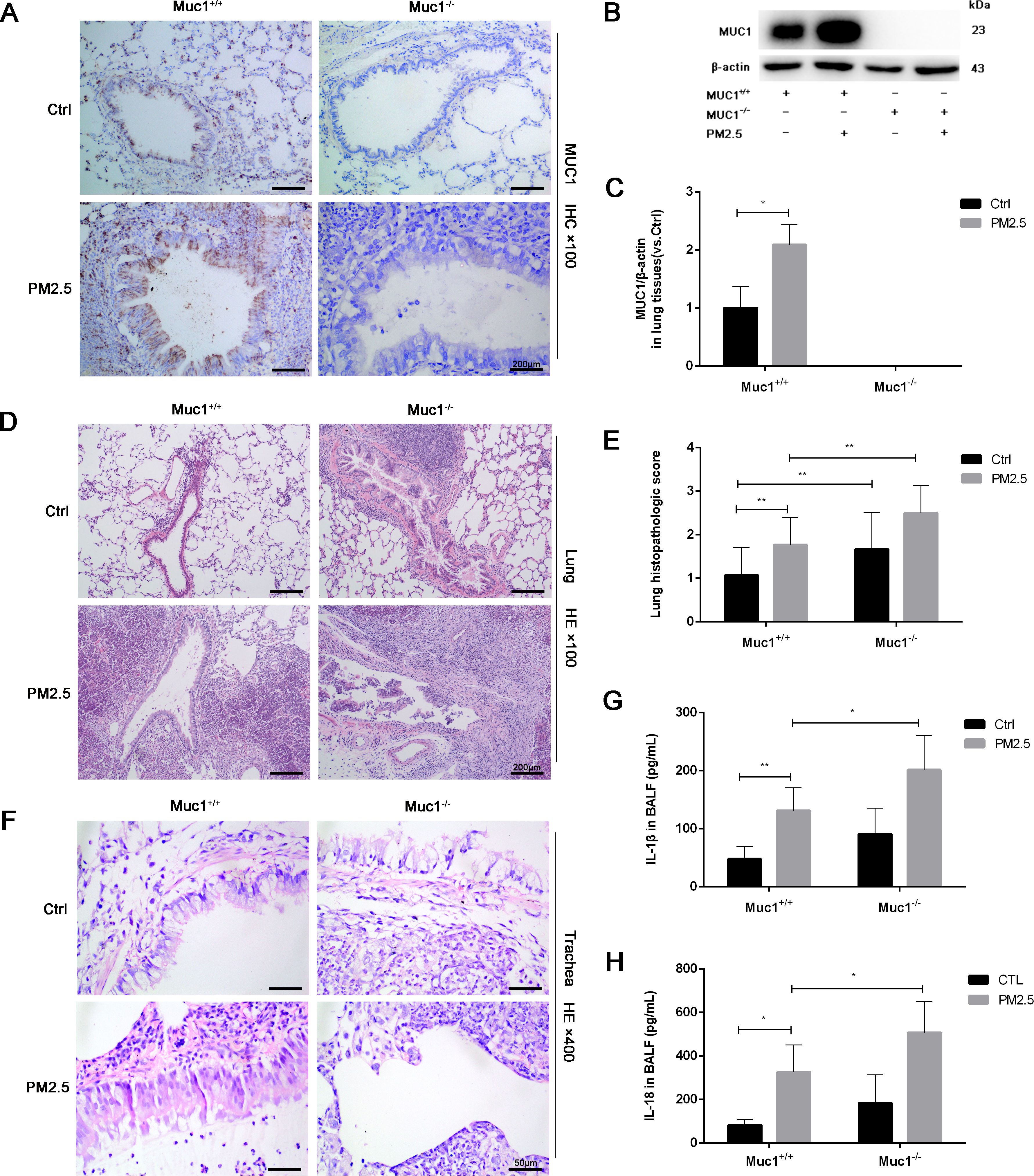 Figures showing the effects of PM2.5 exposure on MUC1 expression and lung histopathology in both Muc1 positive and Muc1 negative mice. Panel A: Immunohistochemistry shows MUC1 expression. Panel B: Western blot results for MUC1 and β-actin. Panel C: Bar graph quantifying MUC1 expression. Panel D: Histological images of lung tissue. Panel E: Lung histopathologic score comparison. Panel F: Trachea histology with hematoxylin and eosin staining. Panel G: IL-1β levels in bronchoalveolar lavage fluid (BALF). Panel H: IL-18 levels in BALF. Each panel compares control and PM2.5 exposed groups.