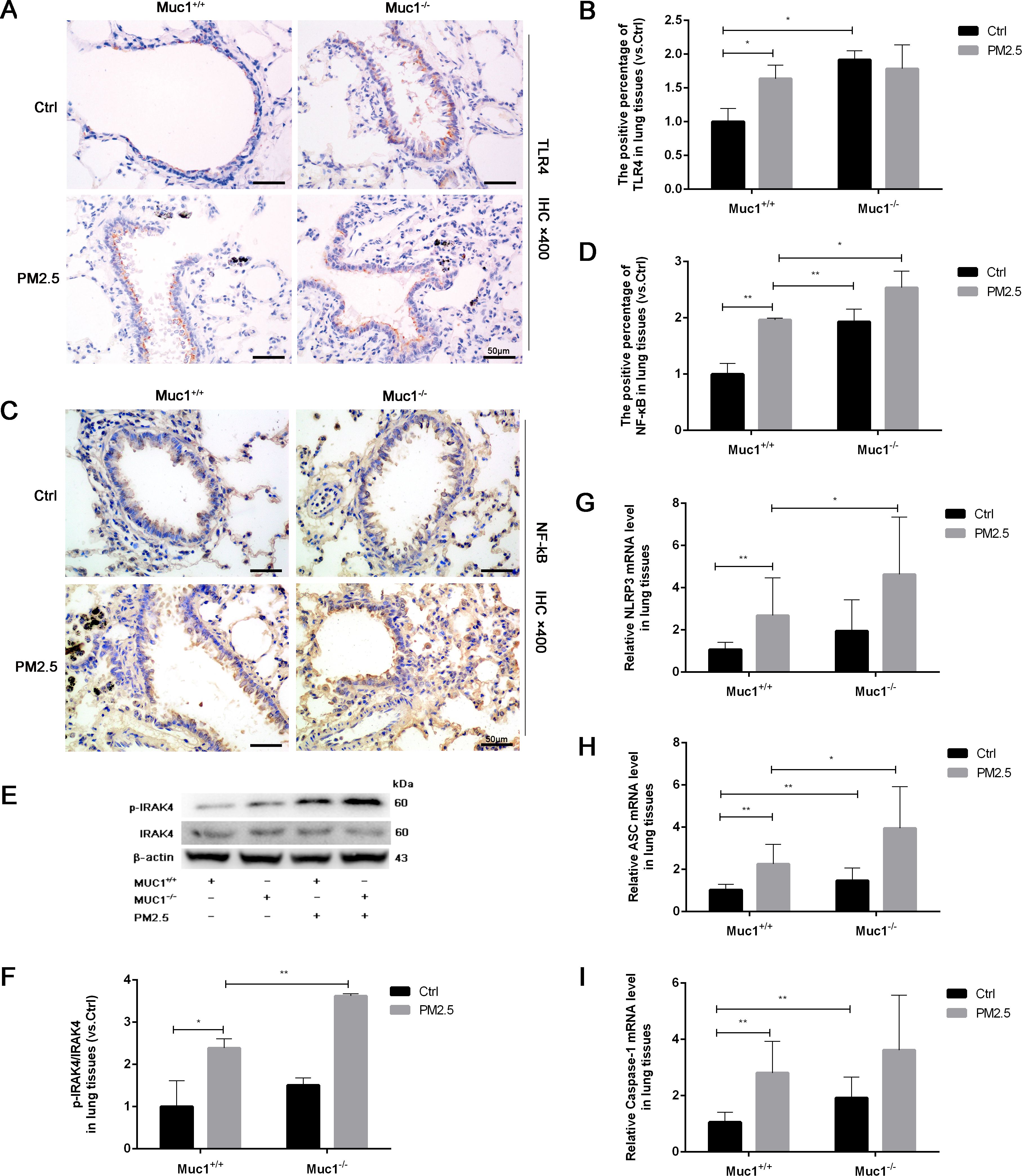 A multi-panel scientific image shows the effects of PM2.5 exposure on lung tissues, comparing Muc1+/+ and Muc1-/- mice. Panels A and C present immunohistochemistry images of TLR4 and NF-κB expression. Panels B and D display bar graphs quantifying the positive percentages of TLR4 and NF-κB, respectively. Panel E features a Western blot for p-IRAK4 and IRAK4 levels. Panel F illustrates a bar graph of p-IRAK4/IRAK4 ratios. Panels G, H, and I provide bar graphs for NLRP3, ASC, and Caspase-1 mRNA levels. Significant differences are indicated with asterisks.