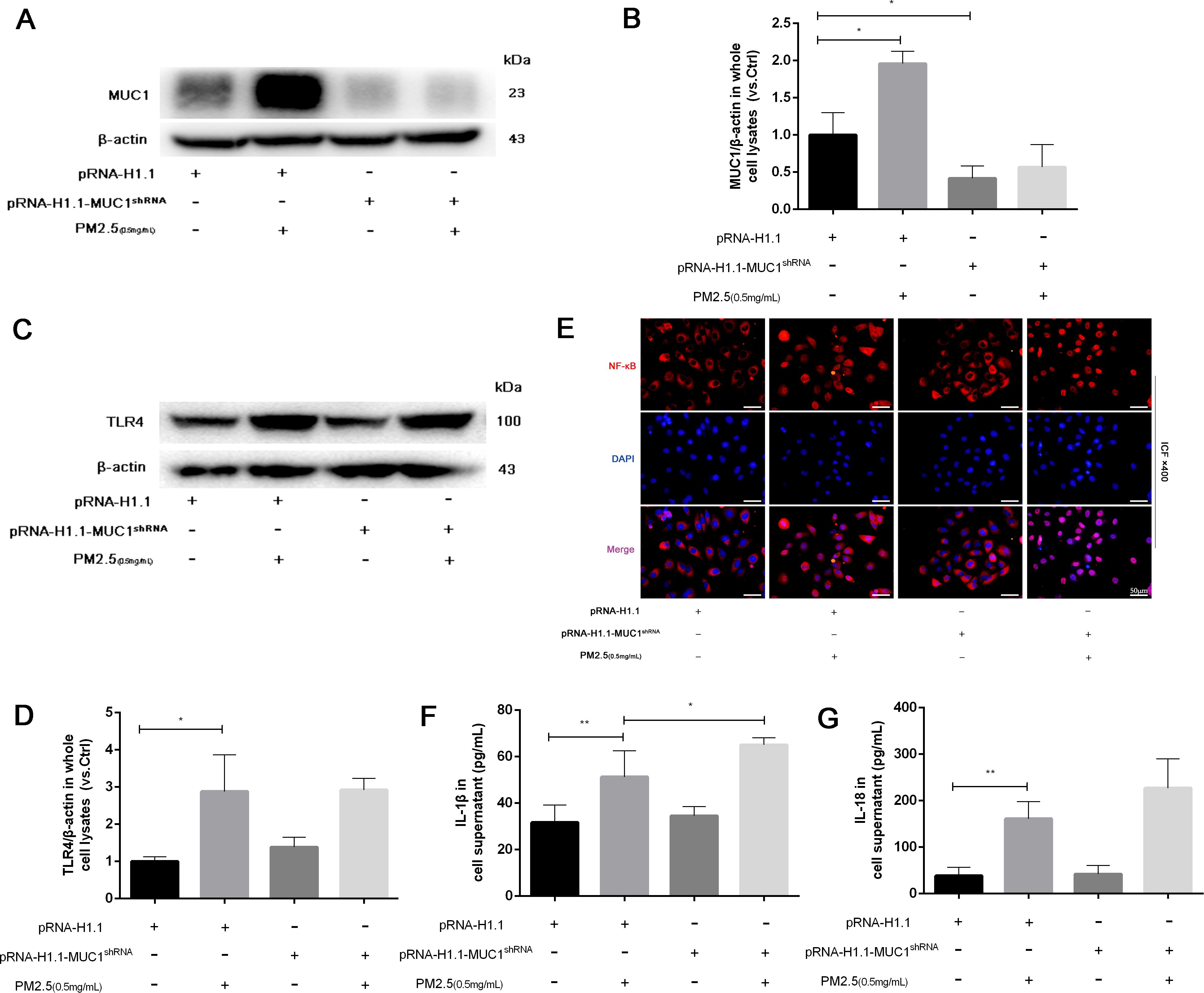 Western blots and immunofluorescence images show the effects of various treatments on MUC1, TLR4, and NF-κB expression. Graph B presents MUC1/β-actin ratios; Graph D shows TLR4/β-actin ratios. Graphs F and G display IL-1β levels. Immunofluorescence (E) depicts NF-κB and DAPI staining in cells, indicating nuclear localization. Data suggest differential expression under treatment conditions, with pRNA-H1.1, pRNA-H1.1-MUC1shRNA, and PM2.5 exposure influencing protein and cytokine levels. Statistical significance is marked in graphs.