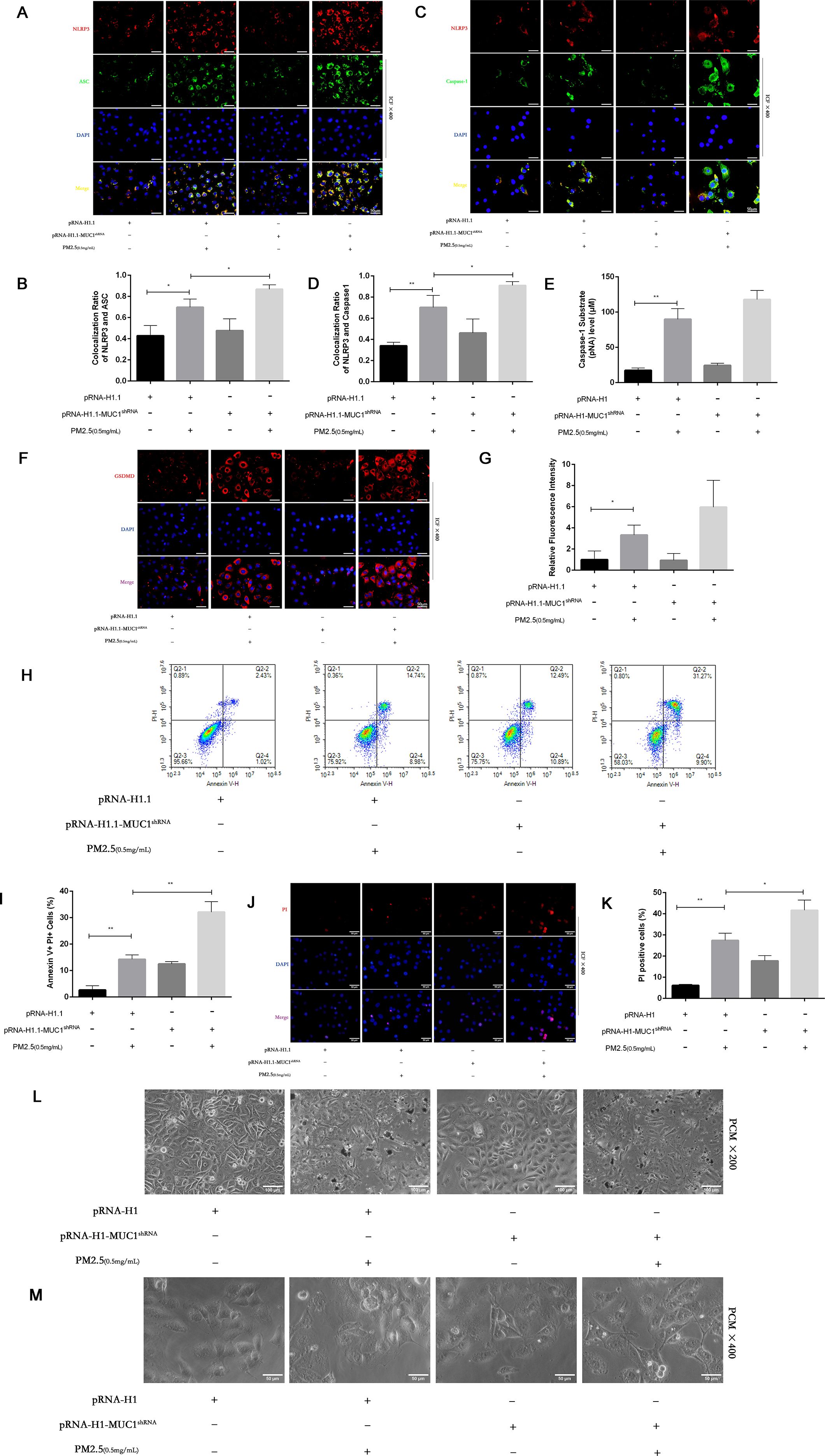 Composite scientific figure with multiple panels labeled A to M. Panels A, C, F, and J display fluorescent microscopy images showing cellular markers in various conditions. Panels B, D, E, G, I, and K show bar graphs with quantitative data comparing different experimental conditions, indicated by pRNA-H1, pRNA-H1-MUC1ΔRNA, and PM2.5 exposure. Panels H and L display flow cytometry plots and bright-field microscopy images, respectively, illustrating cell morphology and apoptosis levels. Panel M shows close-up images under different magnifications. Various markers and statistical significance levels are indicated by asterisks.