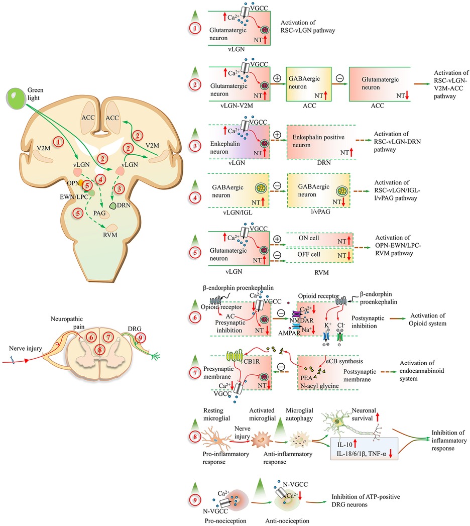 Diagram depicting neural pathways and responses to green light exposure under neuropathic pain condition. The left side shows brain pathways activated by green light, including the vLGN, V2M, ACC, DRN, and PAG. The right side illustrates detailed neural plasticities, involving glutamatergic and GABAergic neurons, neurotransmitter release, and pathways for RSC-vLGN and opioid system activation. Below, activation of nerve pathways in the spinal cord microglial activation, and anti-inflammatory responses are shown. Key pathways include the endocannabinoid system and nociception regulation, with processes like presynaptic inhibition and neuronal survival support.