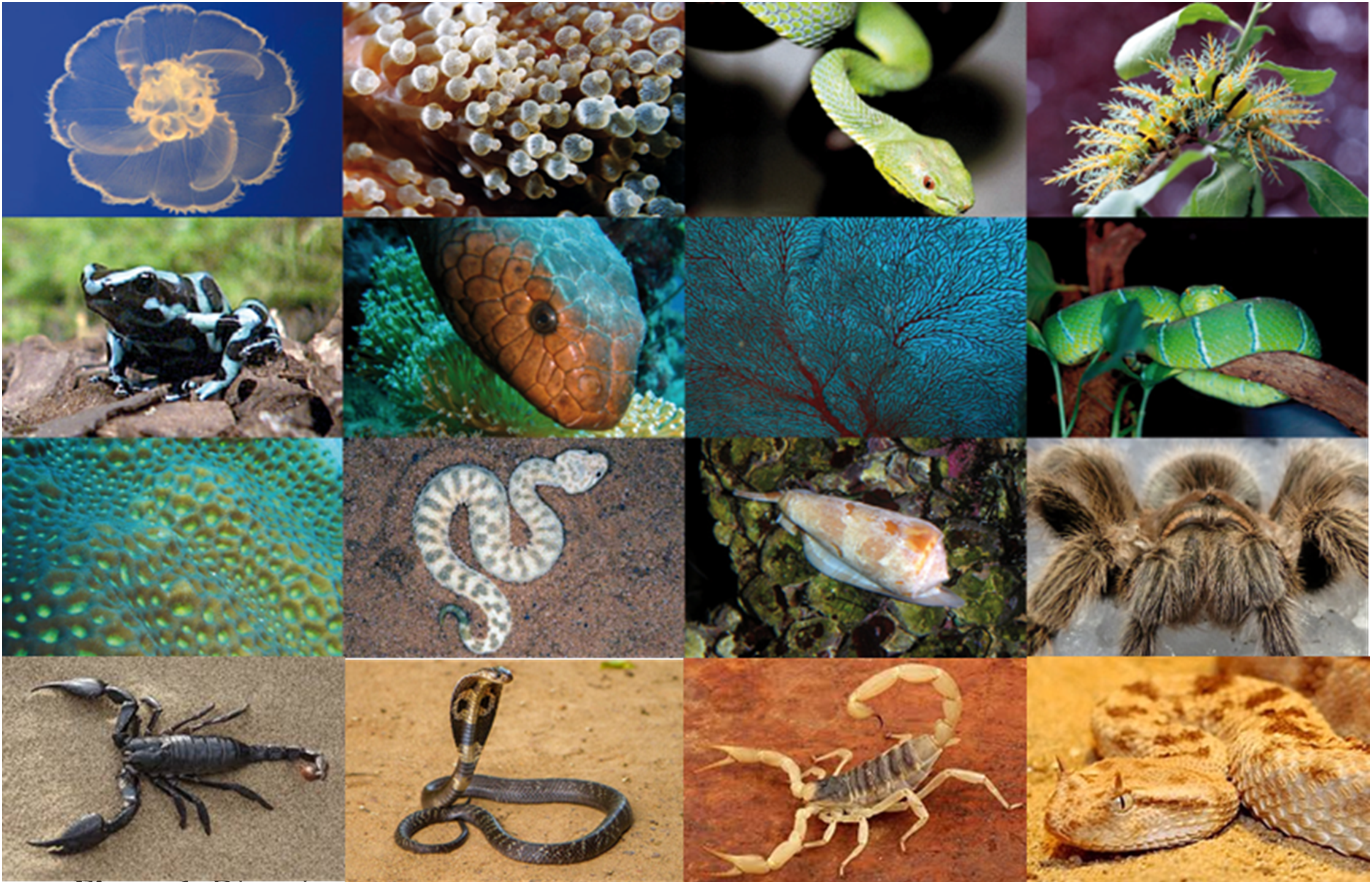 A collage of sixteen images showcasing various animals and natural details. Includes a jellyfish, coral close-up, green snake, caterpillar on a branch, blue-black frog, snake head, branching red coral, coiled green snake, close-up of reptile scales, patterned snake on brown background, sea snail on coral, tarantula, black scorpion on sand, cobra with hood expanded, yellow scorpion, and a sidewinder rattlesnake on sandy terrain.