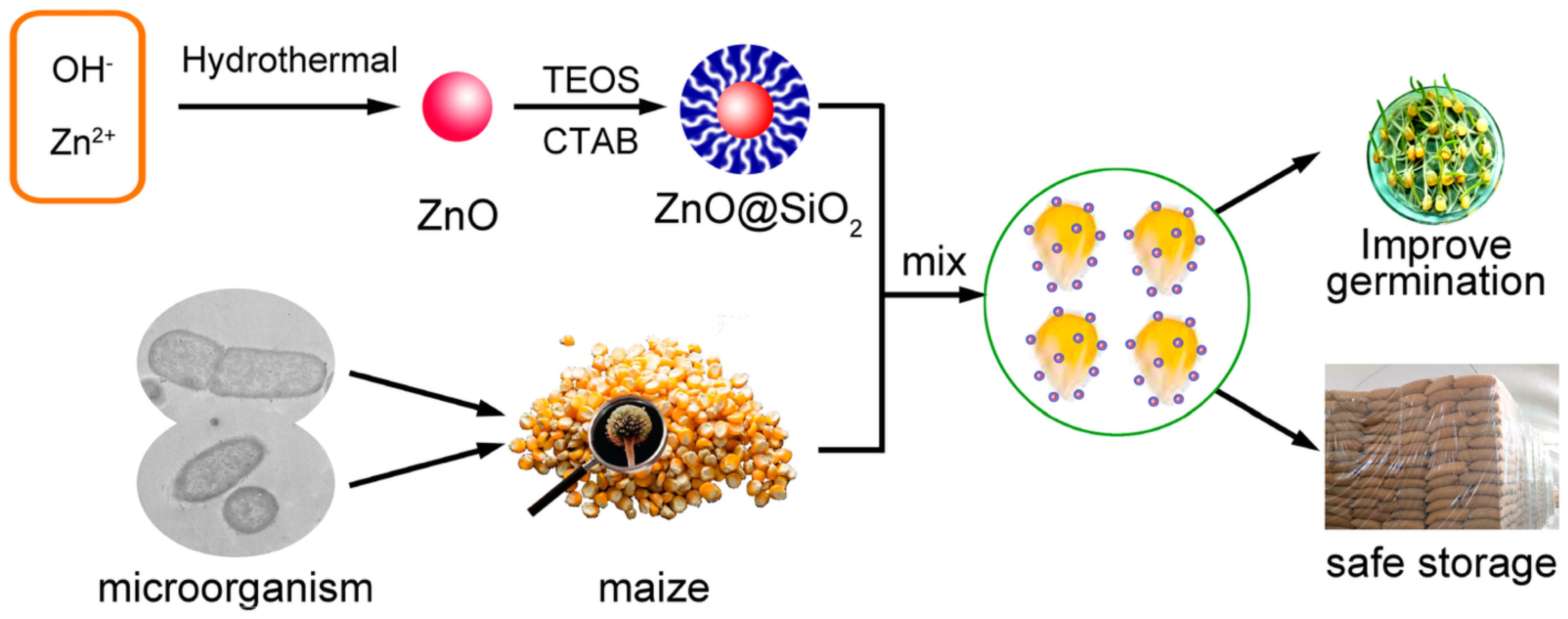 Flowchart illustrating a process starting with OH⁻ and Zn²⁺ undergoing hydrothermal treatment to form ZnO. This interacts with TEOS and CTAB to create ZnO@SiO₂. Microorganisms and maize are mixed with ZnO@SiO₂, leading to improved germination and safe storage, depicted with sprouting seeds and stacked bags.