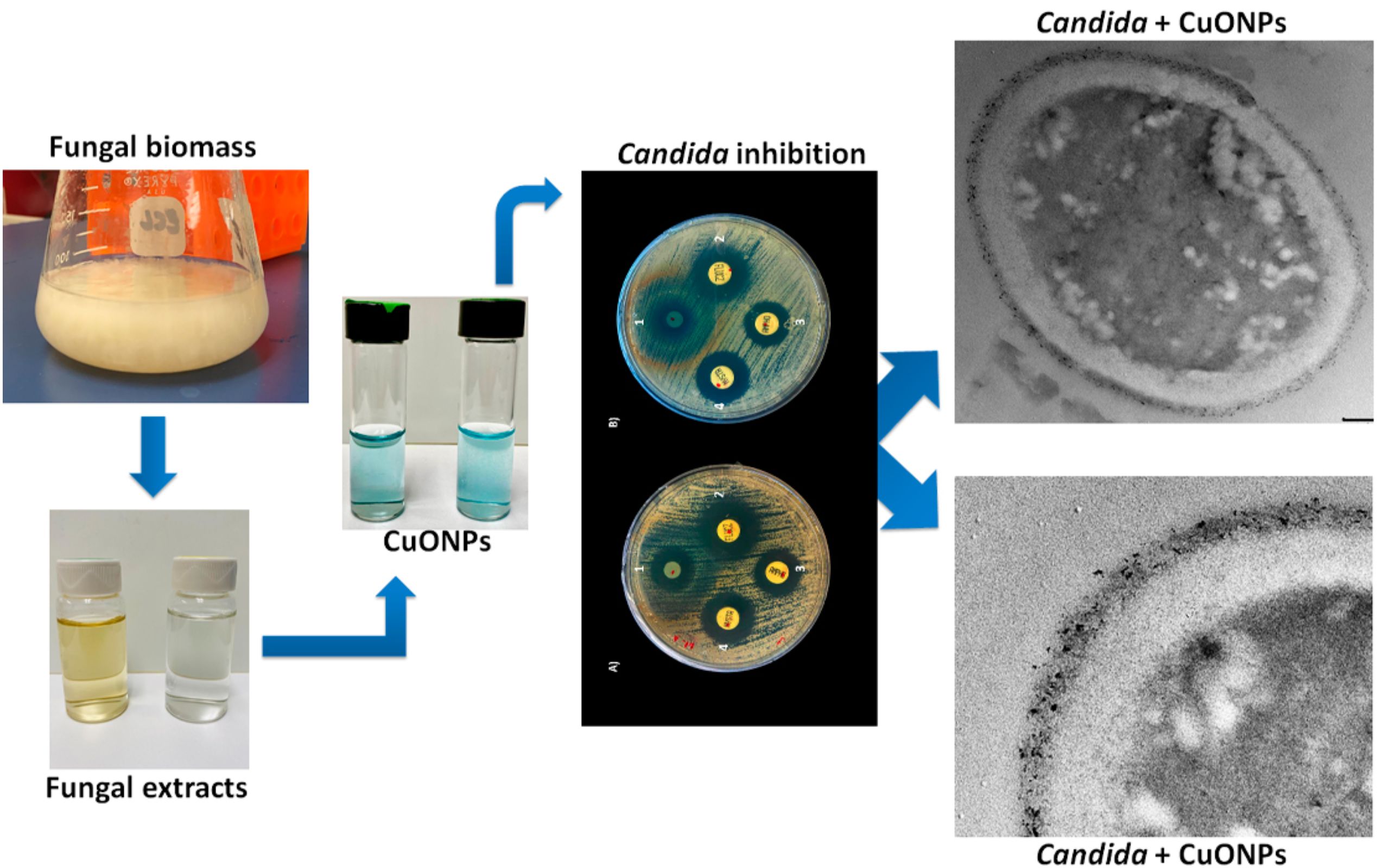 Fungal biomass in a flask is processed into fungal extracts and copper oxide nanoparticles (CuONPs) shown in vials. These are used to test Candida inhibition in petri dishes, displaying clear zones. Microscopic images on the right show Candida treated with CuONPs. Blue arrows indicate the flow process.