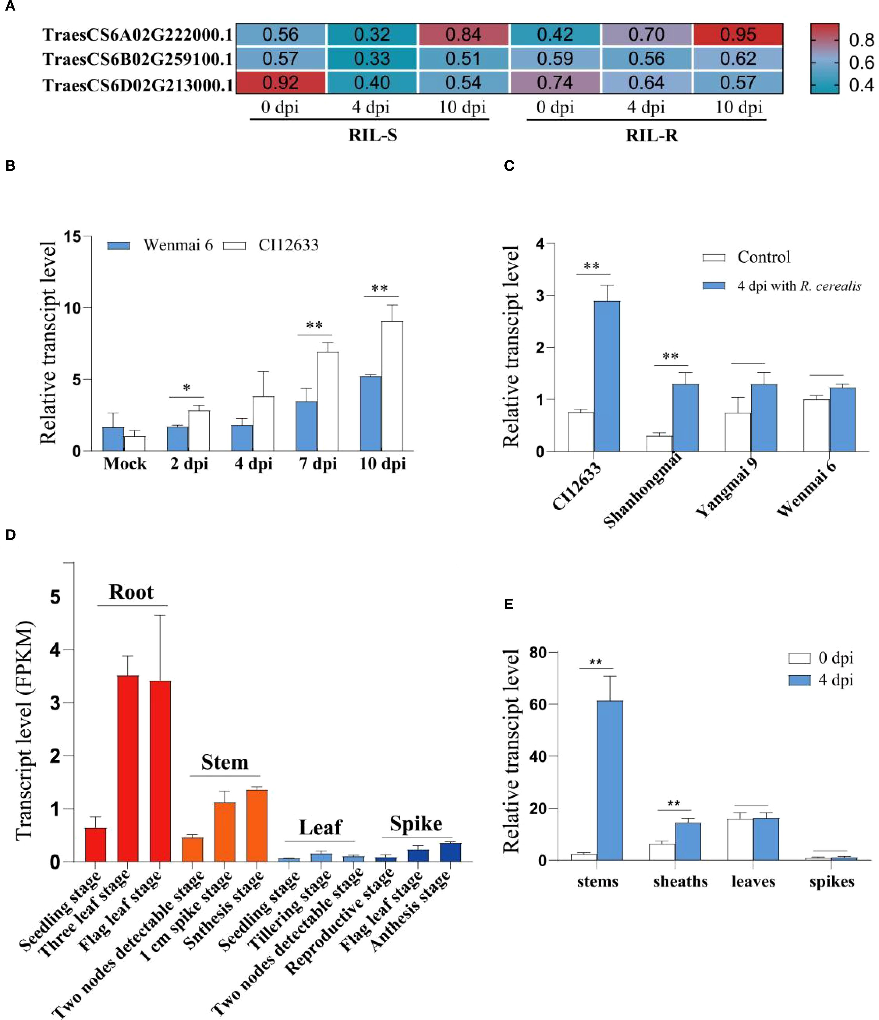 A series of data visualizations related to transcript levels: A. Heatmap showing transcript levels of three gene sequences at different days post-infection (dpi) in RIL-S and RIL-R samples, with values color-coded from 0.4 to 0.8. B. Bar chart depicting relative transcript levels of Wenmai 6 and CI12633 from mock to 10 dpi, highlighting statistically significant changes. C. Bar chart showing relative transcript levels at 4 dpi with R. cerealis in different cultivars compared to control, with significant expression in CI12633 and Shannongmai. D. Bar chart illustrating transcript levels in different plant organs (root, stem, leaf, spike) across various developmental stages. E. Bar chart comparing relative transcript levels in stems, sheaths, leaves, and spikes at 0 and 4 dpi, with significant differences noted.
