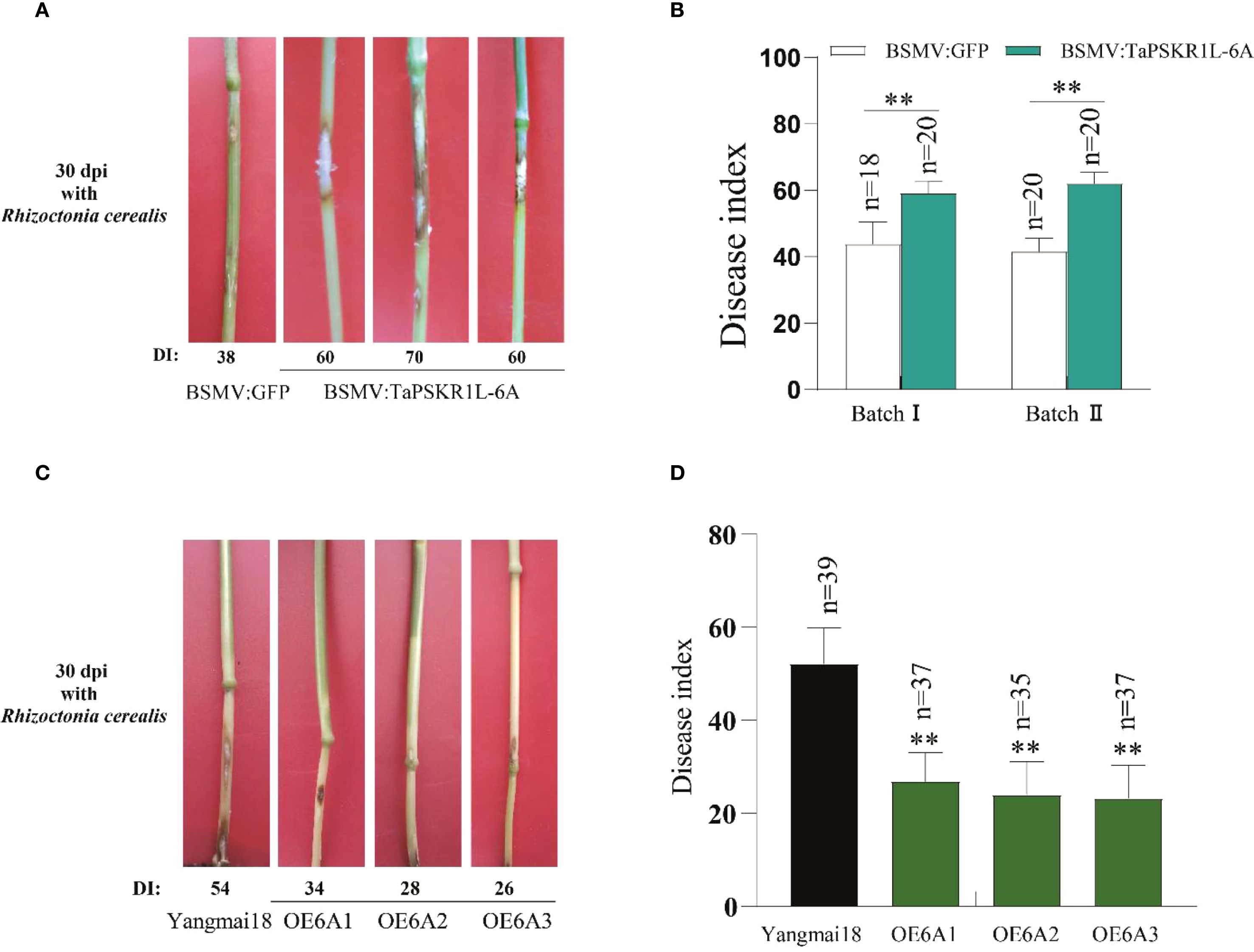 (A) and (C) show close-up images of plant stems infected with Rhizoctonia cerealis at 30 days post-inoculation, displaying varying degrees of disease severity. (B) and (D) depict bar graphs comparing the disease index of different treatments. The bars are labeled with numerical data and significance indicators, where BSMV:GFP and BSMV:TaPSKR1L-6A are compared in (B), and Yangmai18 alongside OE6A variants in (D).