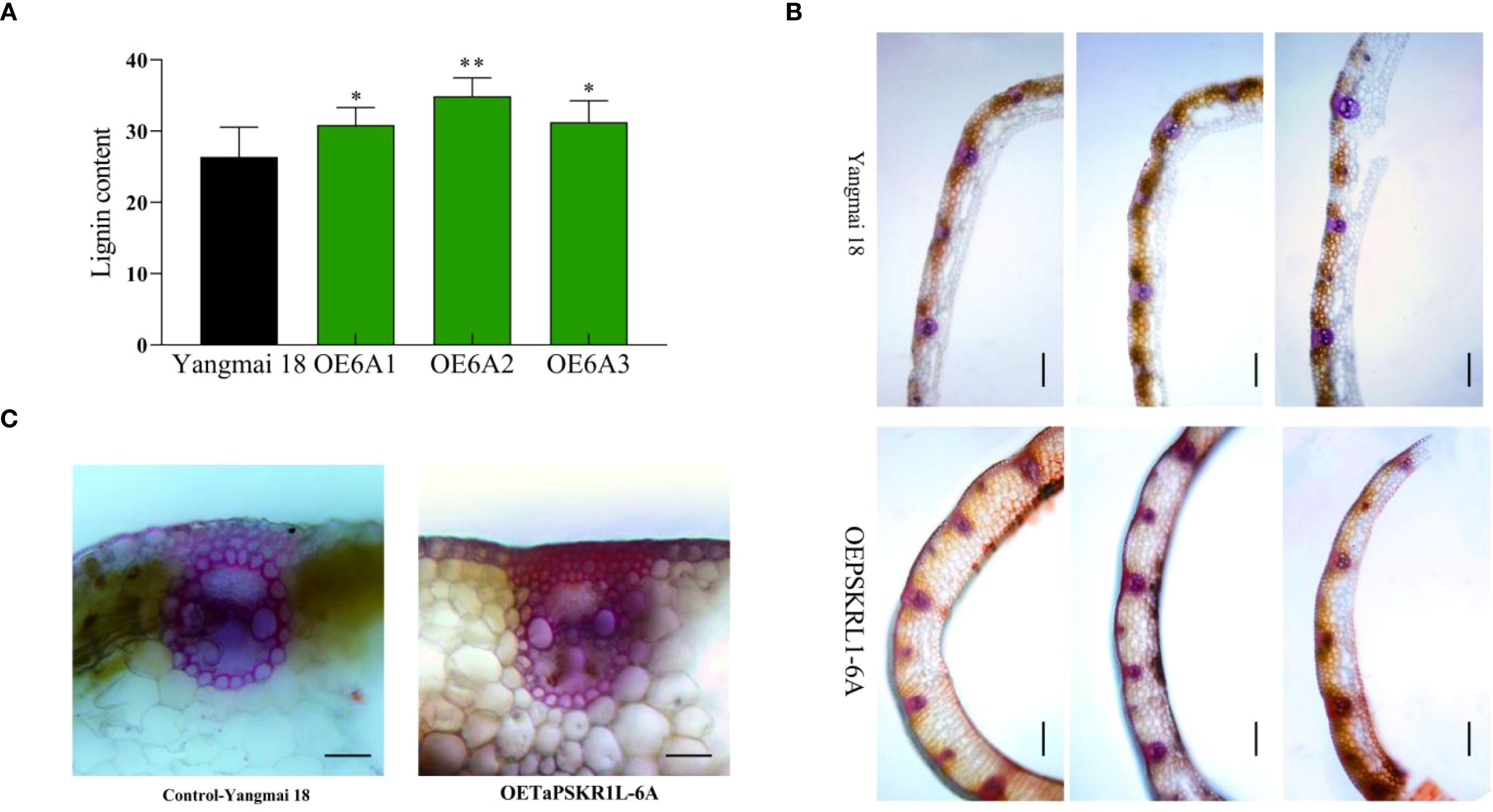 Panel A shows a bar graph comparing lignin content among Yangmai 18, OE6A1, OE6A2, and OE6A3, with OE6A2 having the highest content. Panel B displays microscope images of plant stems from Yangmai 18 and OEPSKRLI-6A, highlighting differences in cellular structure. Panel C presents cross-sectional images of stems from Control-Yangmai 18 and OETaPSKRLI-6A, showing variation in cell arrangement and size.