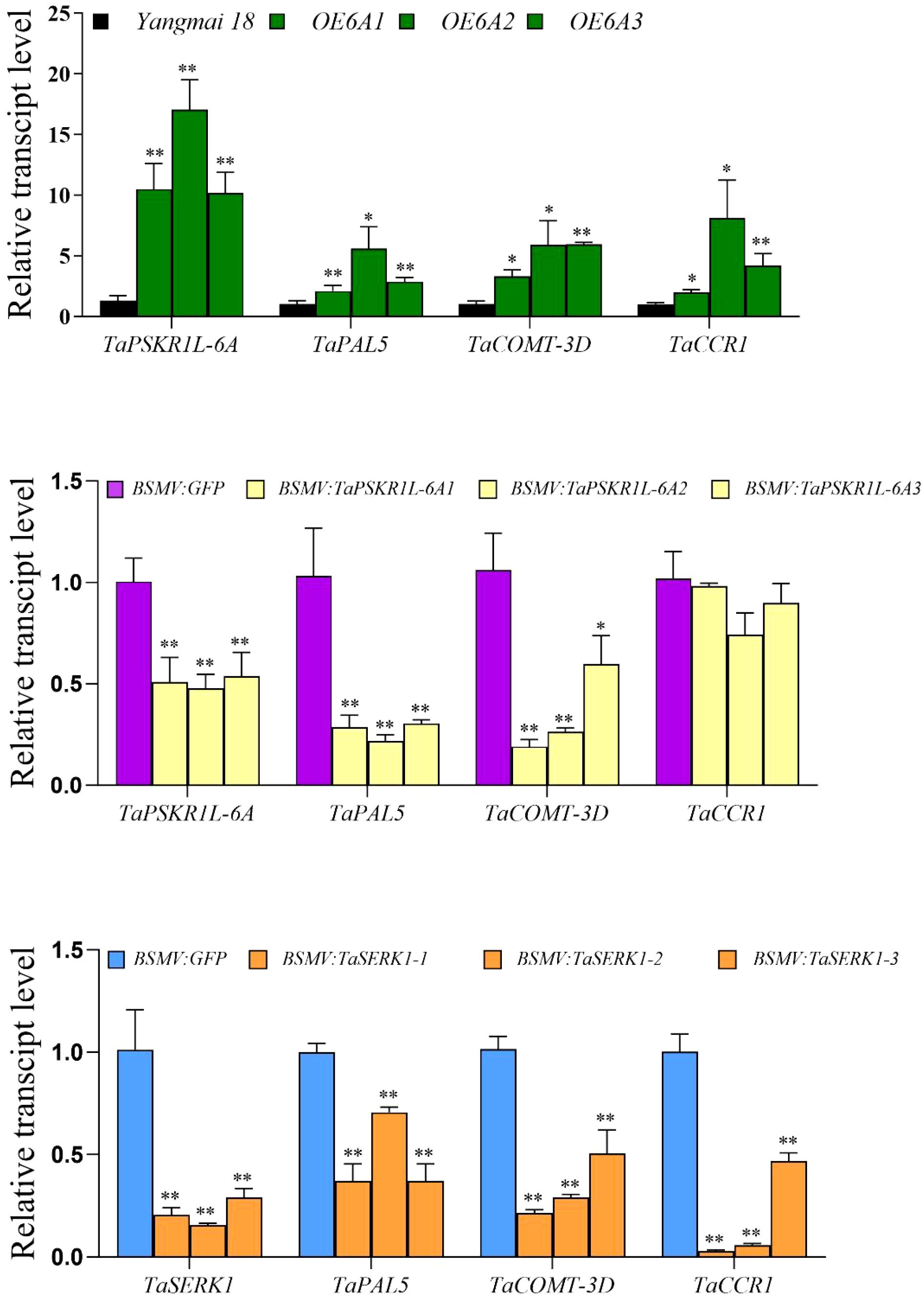 Bar charts illustrating relative transcript levels for various genes across different experimental conditions. The first chart shows four sets, with Yangmai 18 (black) and green bars (OE6A1, OE6A2, OE6A3). The second features BSMV:GFP (purple) and yellow bars (BSMV:TaPSKR1L variants). The third depicts BSMV:GFP (blue) and orange bars (BSMV:TaSFRK1 variants). Significance is indicated with asterisks, and error bars represent variability.
