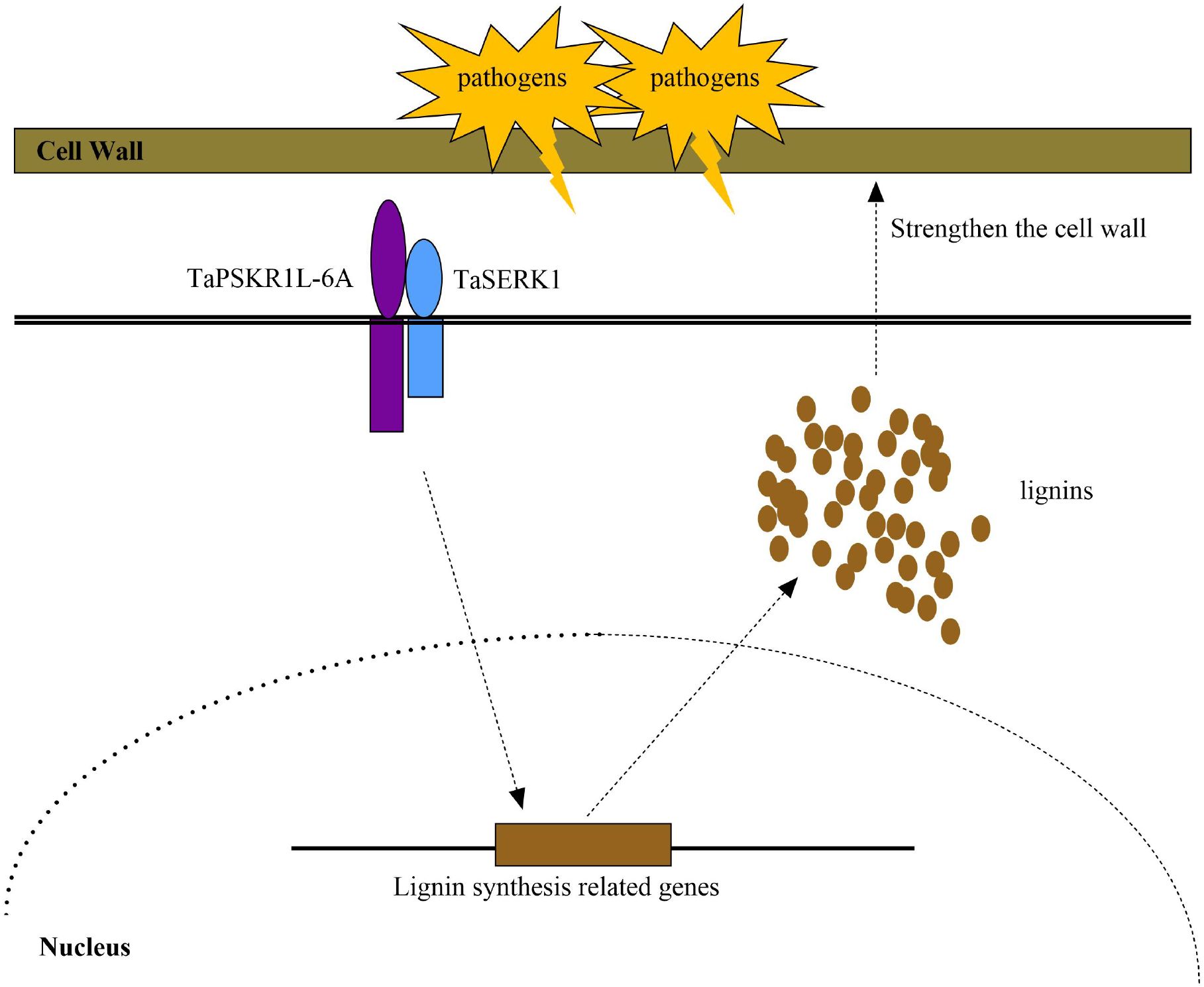 Diagram illustrating the signaling pathway in plant cells involving TaPSKR1L-6A and TaSERK1 receptors leading to lignin synthesis. Pathogens interact with the cell wall, and lignin synthesis is initiated by activating related genes in the nucleus, strengthening the cell wall.