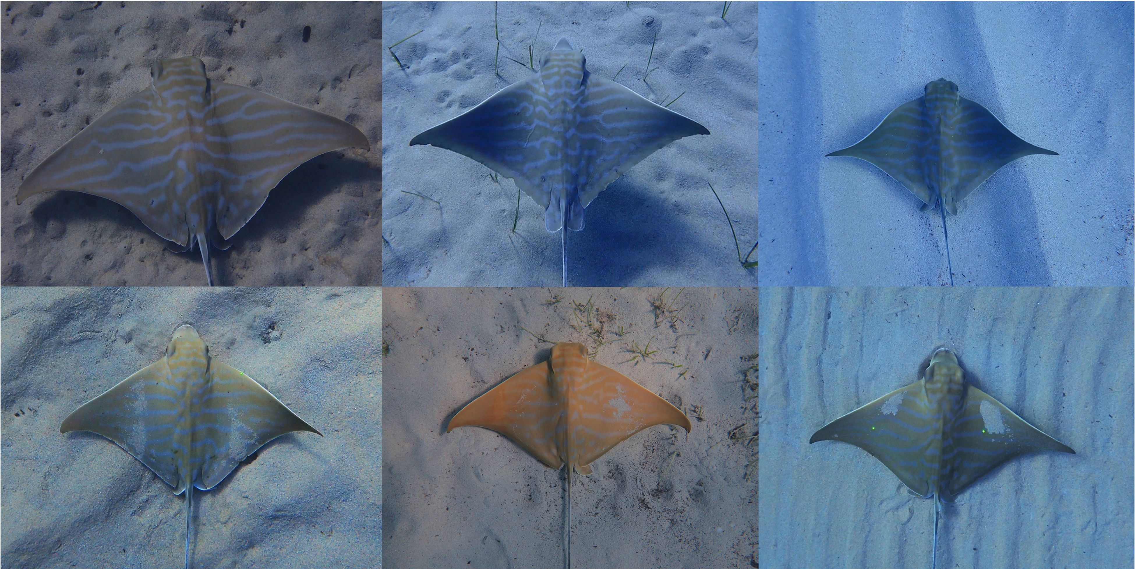 Six Bull rays swimming above sandy seabed in different lighting conditions. Their distinct and unique patterns are clearly visible from above.