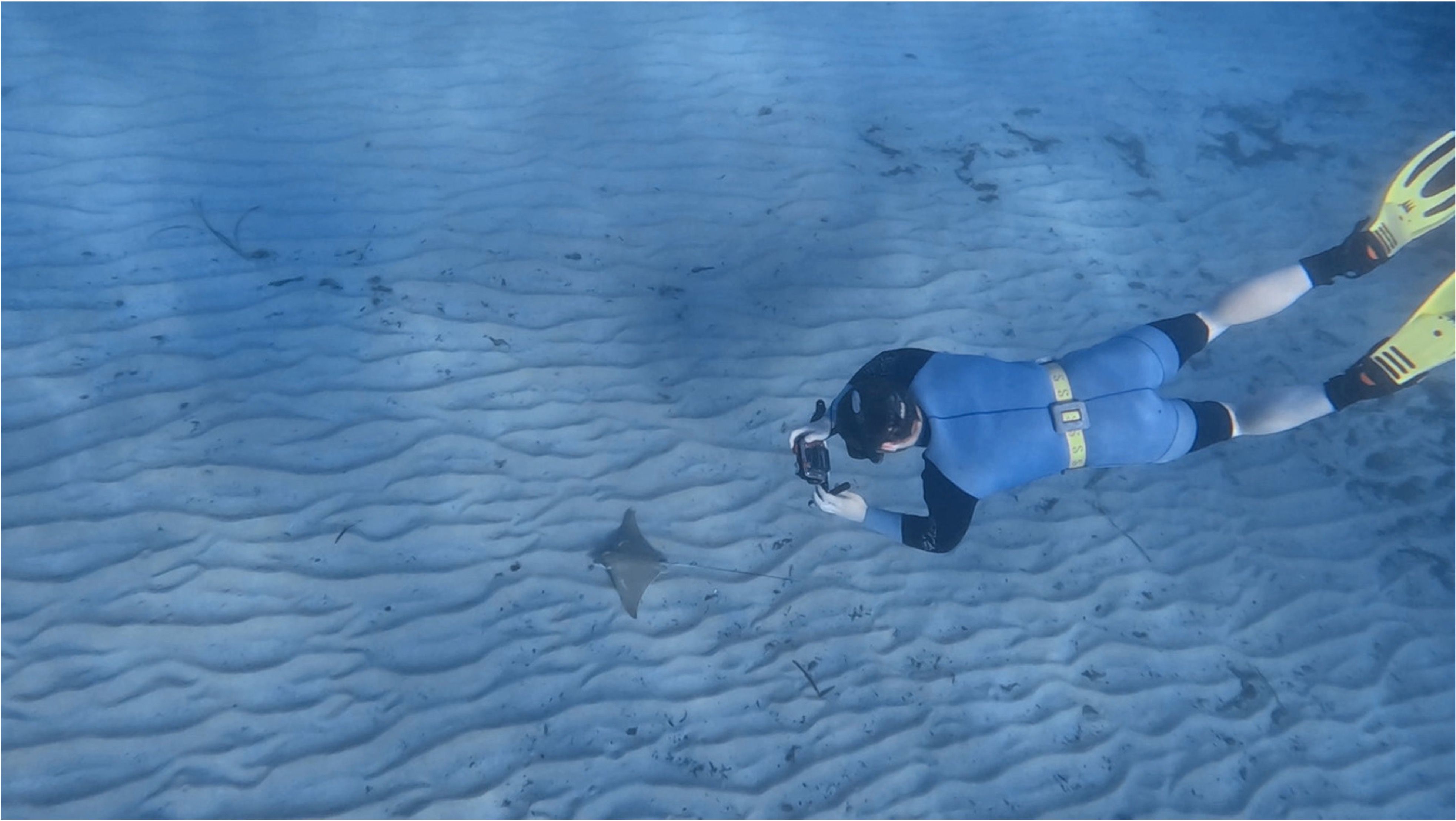 A diver wearing a blue wetsuit and yellow fins is underwater, facing a small bull ray on the sandy seabed. The diver holds a camera, photographing the little ray.