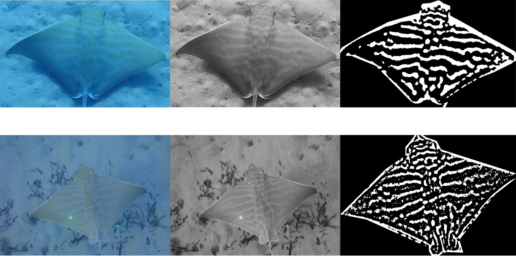 Two rows of images show a ray on an ocean floor. The top row has three images: a colored image on the left, a grayscale image in the middle, and a high-contrast black-and-white contour image on the right. The bottom row repeats this pattern with a different ray position and background details.