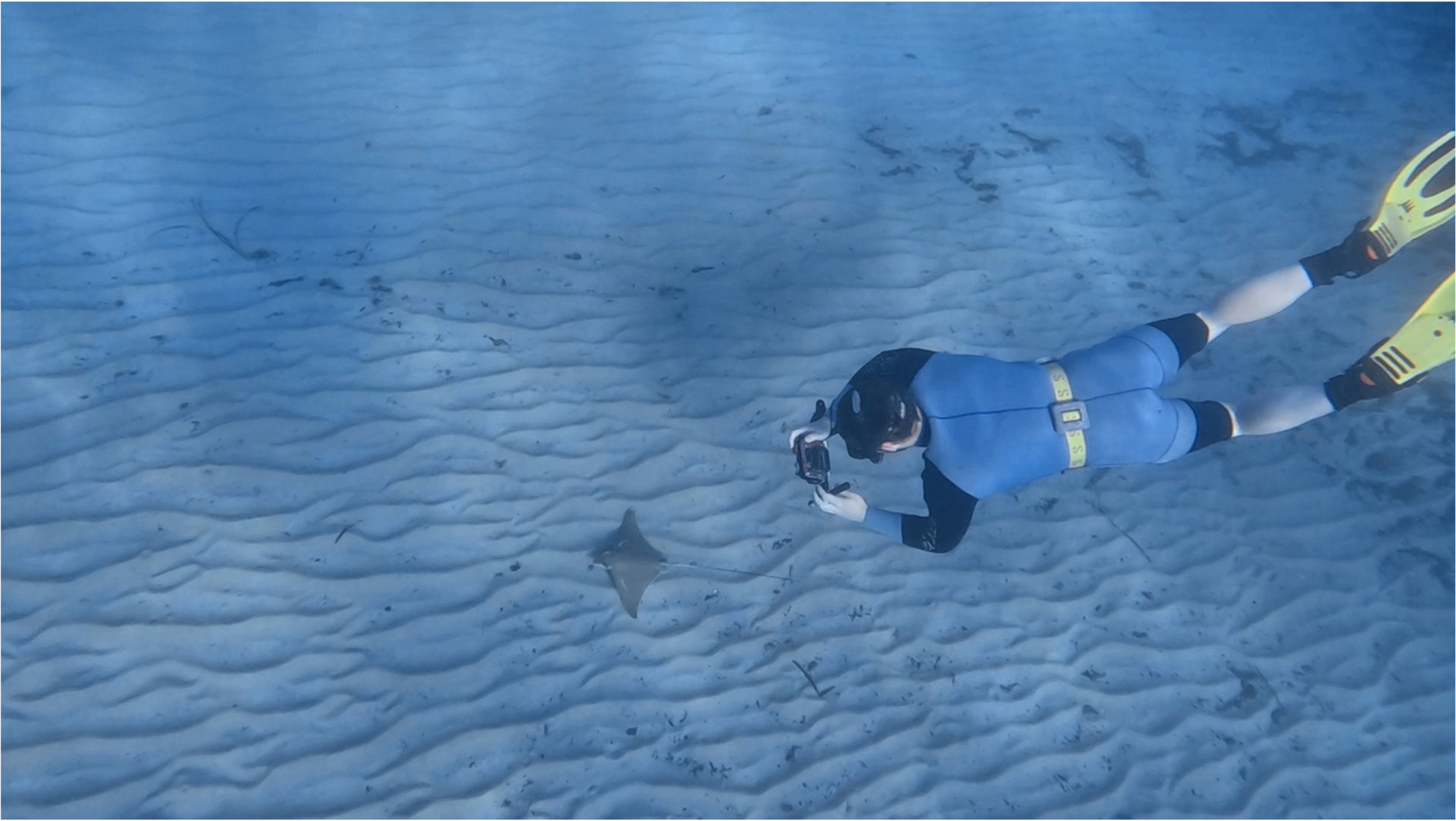 A diver wearing a blue wetsuit and yellow fins is underwater, facing a small bull ray on the sandy seabed. The diver holds a camera, photographing the little ray.