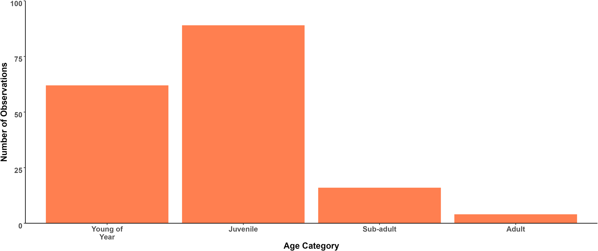 Bar chart showing the number of observations across age categories. “Young of Year” has around 67 observations, “Juvenile” has 95, “Sub-adult” has 19, and “Adult” has 5.