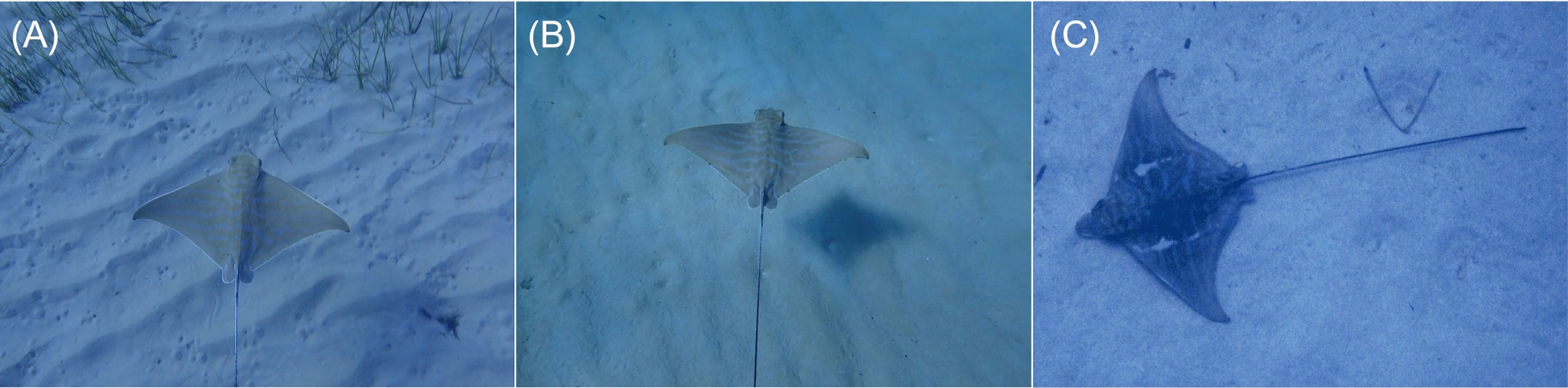 Panels labeled (A), (B), and (C), show the same bull ray swimming over different sandy seabeds over several years and getting larger over time.