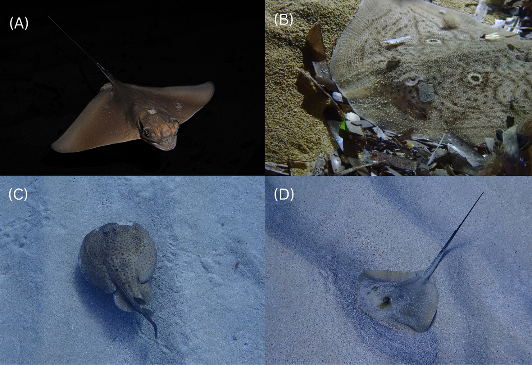 Four images labelled A to D of young rays of other species. A) A common eagle ray at night, B) A rough ray hiding in sandy debris, C) An electric ray swimming along the sand and D) a common stingray sitting on sand.