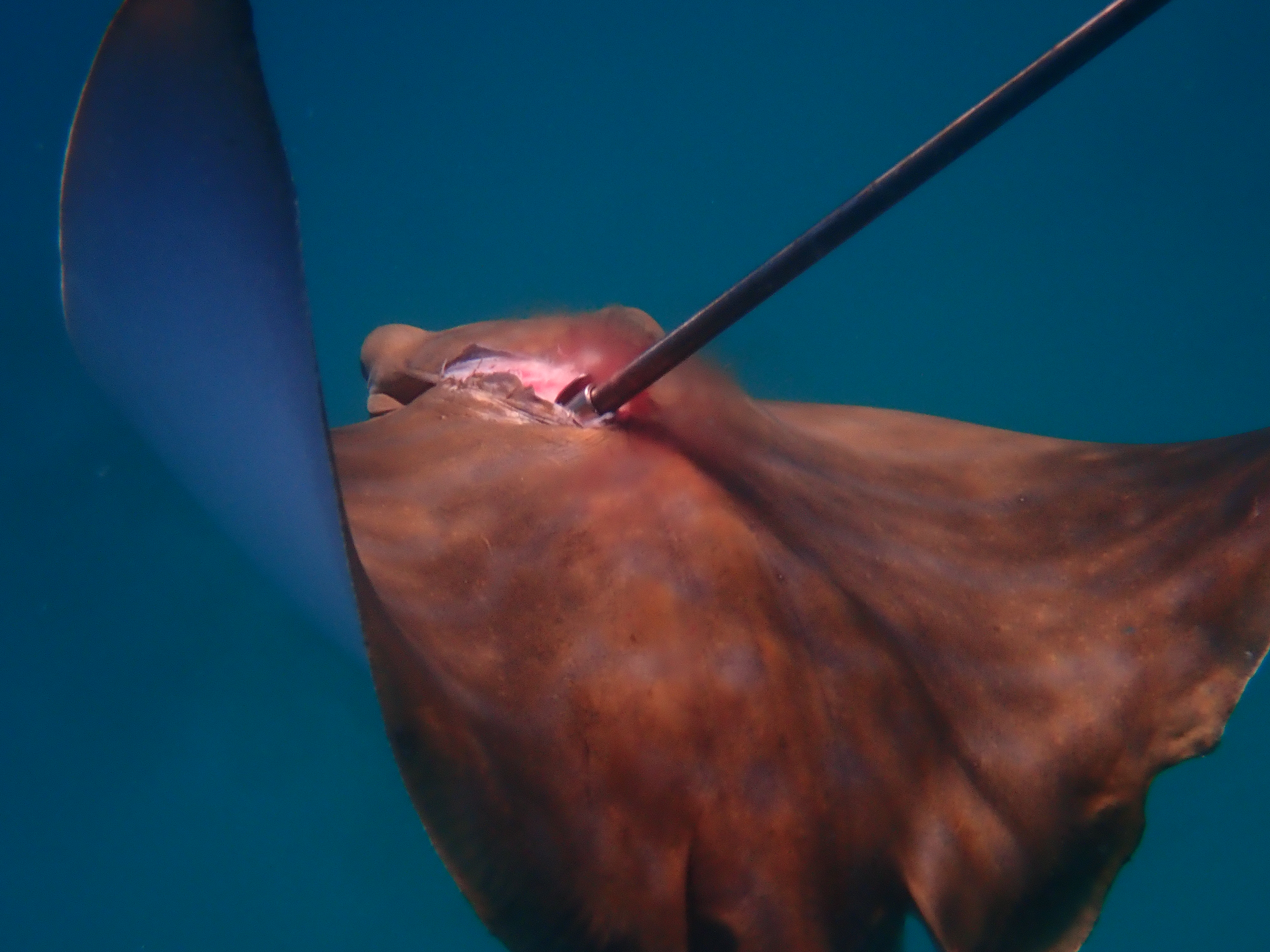 A small bull ray shot with a spear from a speargun floats in the water dead. The surrounding blue of the water contrasts against the ray and the spear.