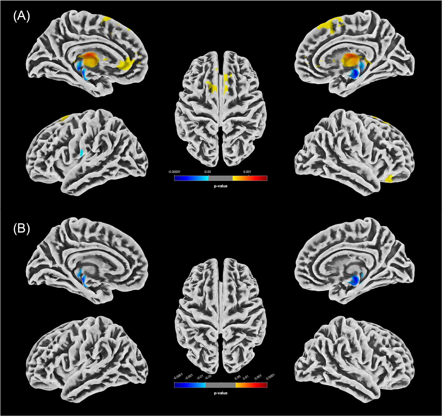 MRI brain scans illustrating statistically significant differences in gray matter volume (GMV) between female groups (p < 0.05, FWE-corrected). Panel A shows increases in GMV in the f-PCn group relative to f-HC (f-HC < f-PCn) in yellow/red, and decreases (f-HC > f-PCn) in blue. Panel B displays significant clusters of reduced GMV in f-PCcog compared to f-HC in blue.