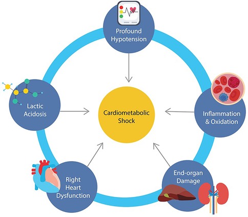 Flowchart illustrating the cycle of cardiometabolic shock. The core issue is indicated as cardiometabolic shock, surrounded by five conditions: profound hypotension, inflammation and oxidation, end-organ damage, right heart dysfunction, and lactic acidosis. Arrows connect these elements, indicating an interdependent relationship.