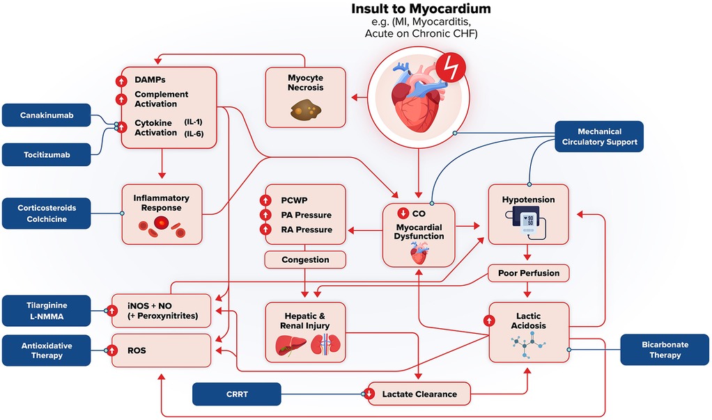 Flowchart illustrating the response to myocardial insult, such as myocardial infarction. It shows pathways from inflammation and necrosis to myocardial dysfunction, hypotension, and lactic acidosis. Treatments like Canakinumab, Tocilizumab, and corticosteroids are linked to different stages. Mechanical circulatory support, antioxidative therapy, and bicarbonate therapy are also depicted, along with potential outcomes like hepatic and renal injury. Red arrows indicate the progression of effects.