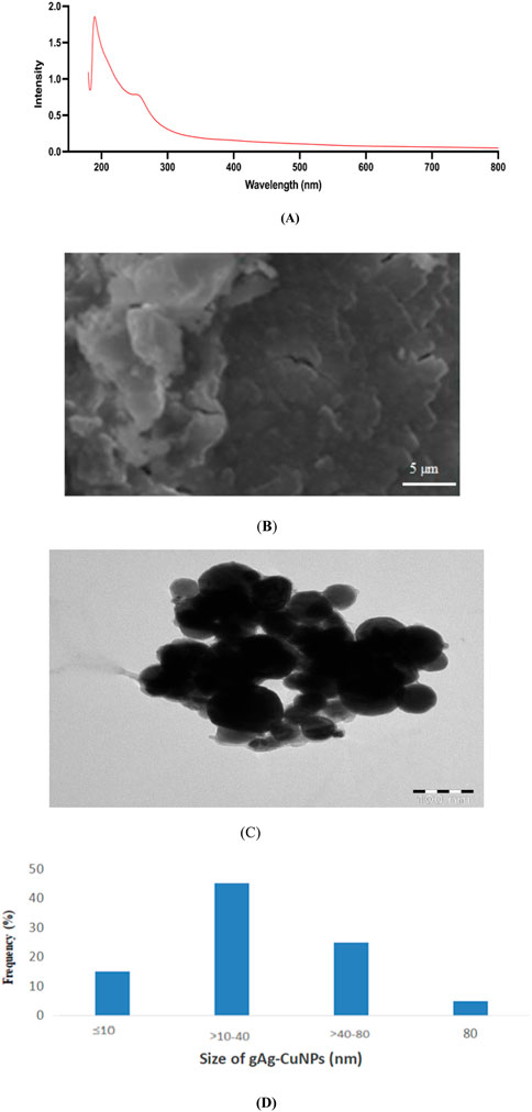 (A) A line graph depicting intensity versus wavelength, showing a peak around 200 nm and a decline towards 800 nm. (B) An electron microscope image of a textured surface with a scale bar indicating 5 micrometers. (C) An electron microscope image of clustered nanoparticles with a scale bar indicating 100 nanometers. (D) A bar chart showing the frequency distribution of gAg-CuNPs sizes, with peaks at 10-40 nm and 40-80 nm, and lower frequency at other sizes.