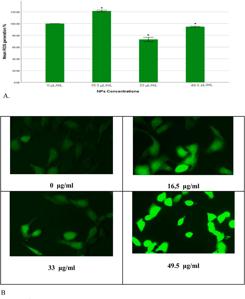 Bar chart showing mean ROS generation percentages at varying nanoparticle concentrations: 0, 16.5, 33, 49.5 microliters per milliliter, with higher concentrations showing increased ROS. Four fluorescence microscopy images display cell samples at these concentrations, with fluorescence intensity increasing alongside concentration.