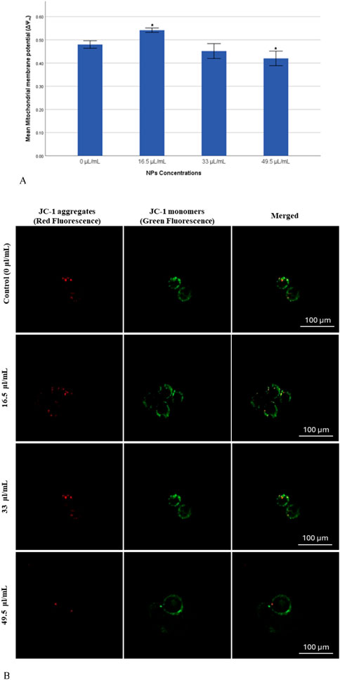 Chart A shows a bar graph of mean mitochondrial membrane potential at varying nanoparticle concentrations, with the highest potential at 16.5 microliters per milliliter. Image B displays fluorescence microscopy of JC-1 aggregates in red and monomers in green at different concentrations. Merged images indicate changes in mitochondrial membrane potential with increasing nanoparticle dosage.