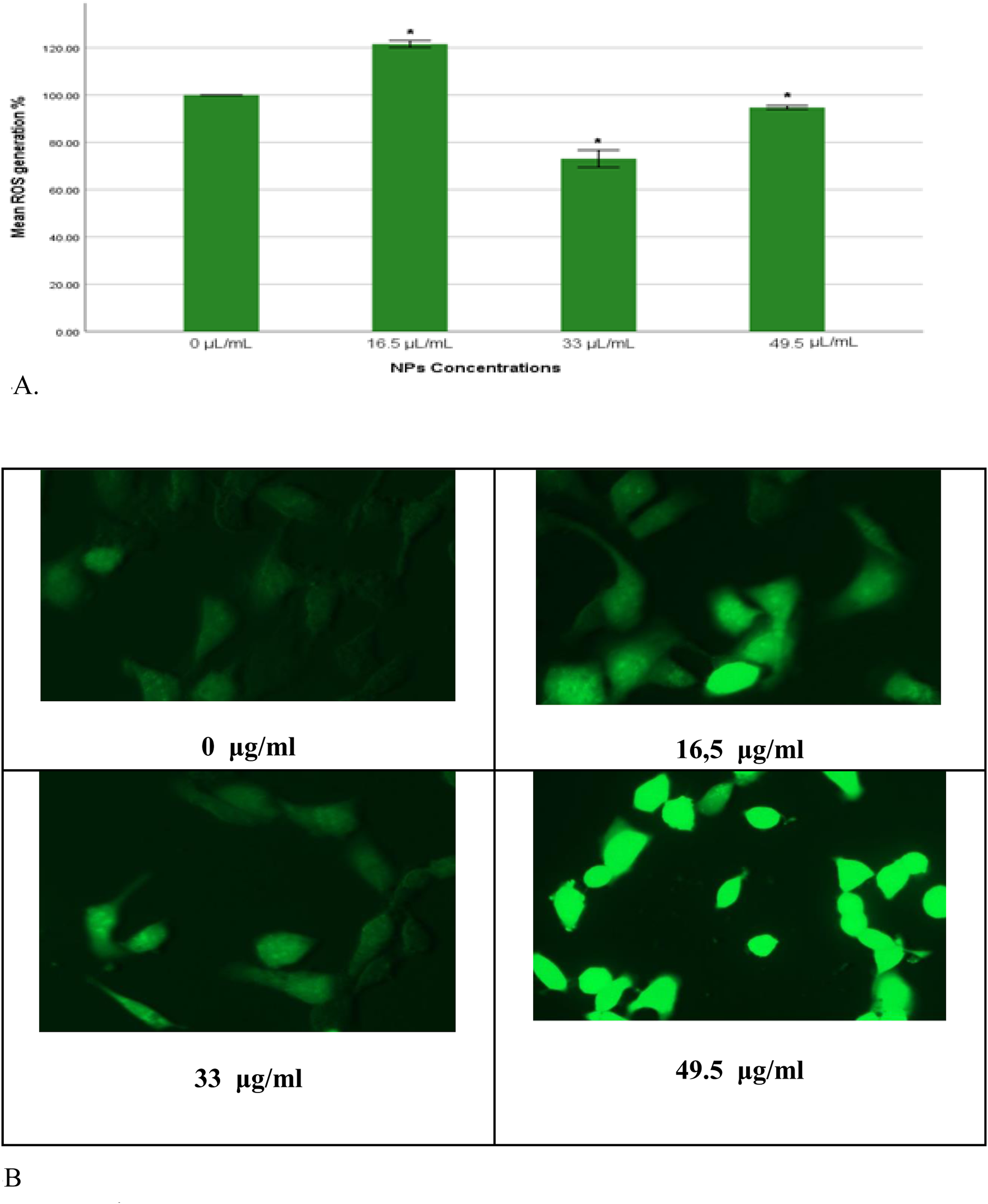 Bar chart showing mean ROS generation percentages at varying nanoparticle concentrations: 0, 16.5, 33, 49.5 microliters per milliliter, with higher concentrations showing increased ROS. Four fluorescence microscopy images display cell samples at these concentrations, with fluorescence intensity increasing alongside concentration.
