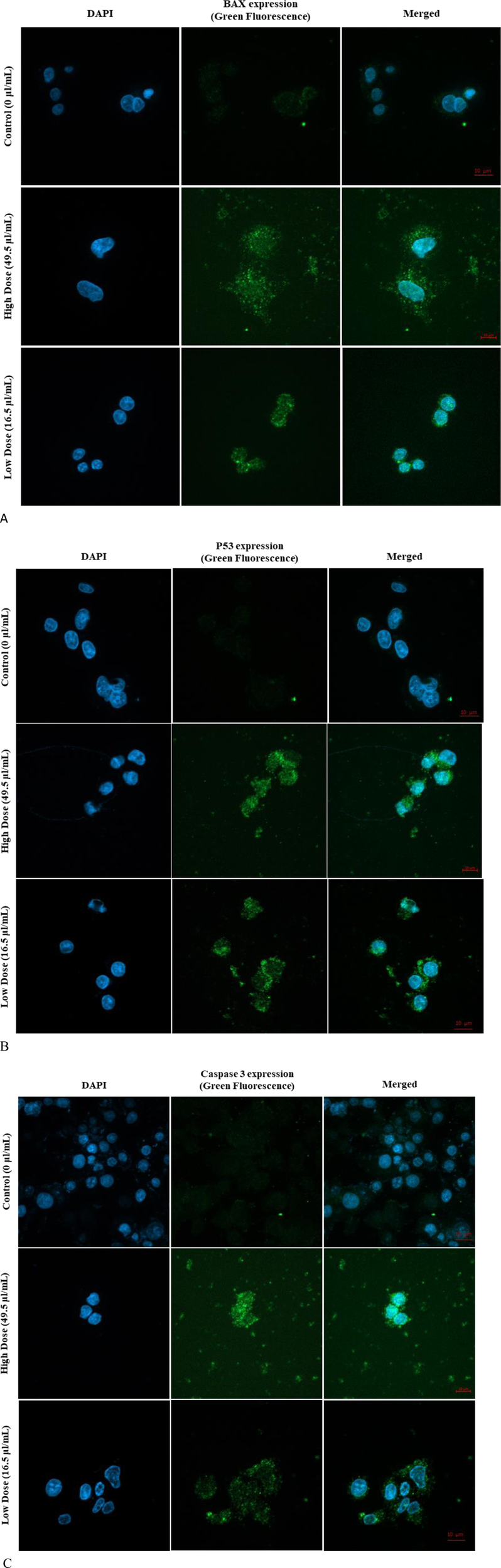 Microscopy images showing DAPI-stained nuclei and BAX expression in cells across control, high, and low dose treatments. The first column shows DAPI-stained nuclei in blue. The second column displays BAX expression in green fluorescence. The third column shows merged images, combining both blue and green fluorescence, illustrating the effect of each treatment on BAX expression. Fluorescence microscopy images showing DAPI-stained cell nuclei in blue and P53 expression in green fluorescence. The control row shows low green fluorescence. The high and low dose treatments show increased green fluorescence, indicating enhanced P53 expression. Merged images combine both blue and green fluorescence for each treatment. Three panels show fluorescent microscopy images. The first column displays DAPI-stained cell nuclei, the second column highlights caspase-3 expression with green fluorescence, and the third column merges both signals. Rows depict varying doses of treatment: control (0 microliters per milliliter), low dose (16.5 microliters per milliliter), and high dose (49.5 microliters per milliliter). The caspase-3 expression intensity increases with dosage, visible as stronger green fluorescence.