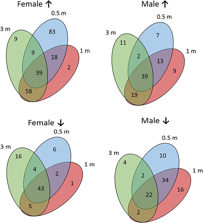 Four Venn diagrams show intersecting areas for female and male individuals at 0.5, 1, and 3 meters height. Each diagram includes overlapping, color-coded shapes with numbers indicating shared and unique characteristics in specific zones.