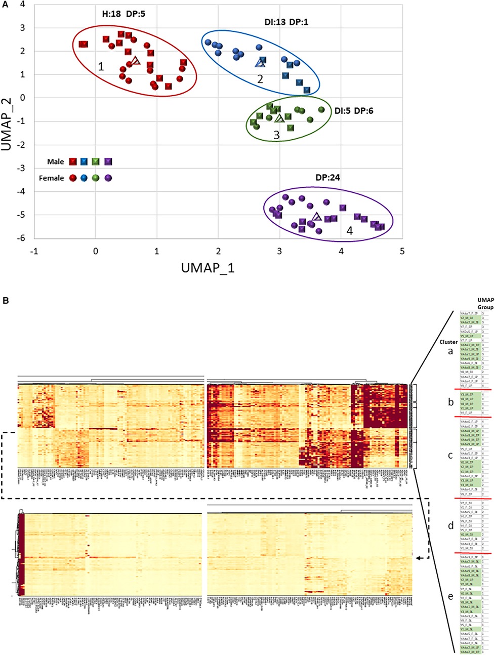 Scatter plot and heatmap of data analysis. The scatter plot (A) shows clusters labeled 1 to 4. Red, blue, green, and purple colors indicate different groups and genders, with male and female differentiated by shapes. The heatmap (B) displays density variations across clusters a to e, with intensity ranging from light to dark colors, indicating data relationships. Descriptive legends are included.