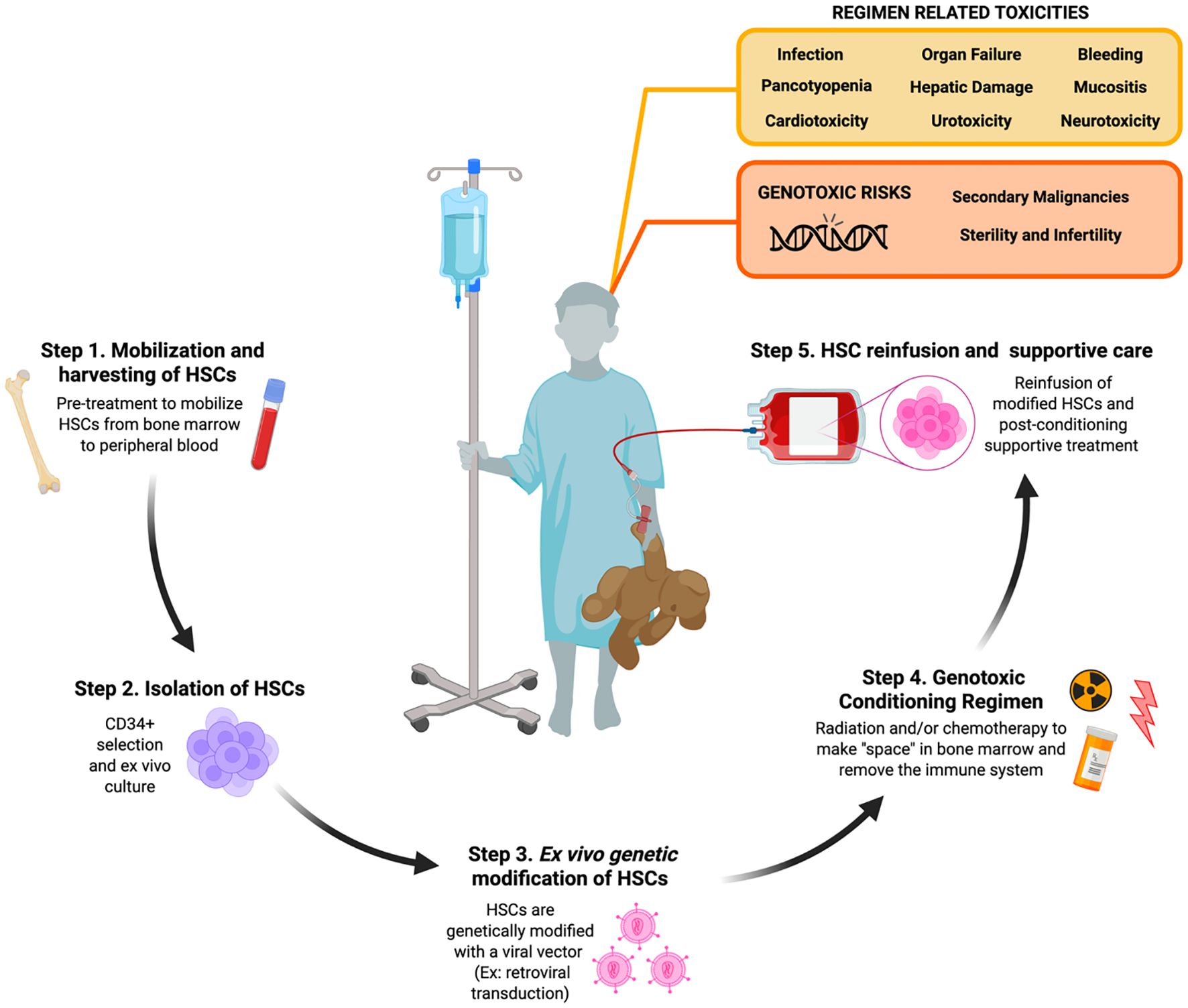 Flowchart depicting the process and risks of hematopoietic stem cell (HSC) therapy. Step 1: Mobilization and harvesting of HSCs from bone marrow to blood. Step 2: Isolation of HSCs using CD34+ selection. Step 3: Ex vivo genetic modification with a viral vector. Step 4: Genotoxic conditioning regimen using radiation or chemotherapy. Step 5: Reinfusion of modified HSCs with supportive care. Risks include regimen-related toxicities like infection and organ failure, and genotoxic risks like secondary malignancies and infertility. A patient with an IV stand and teddy bear illustration is shown.