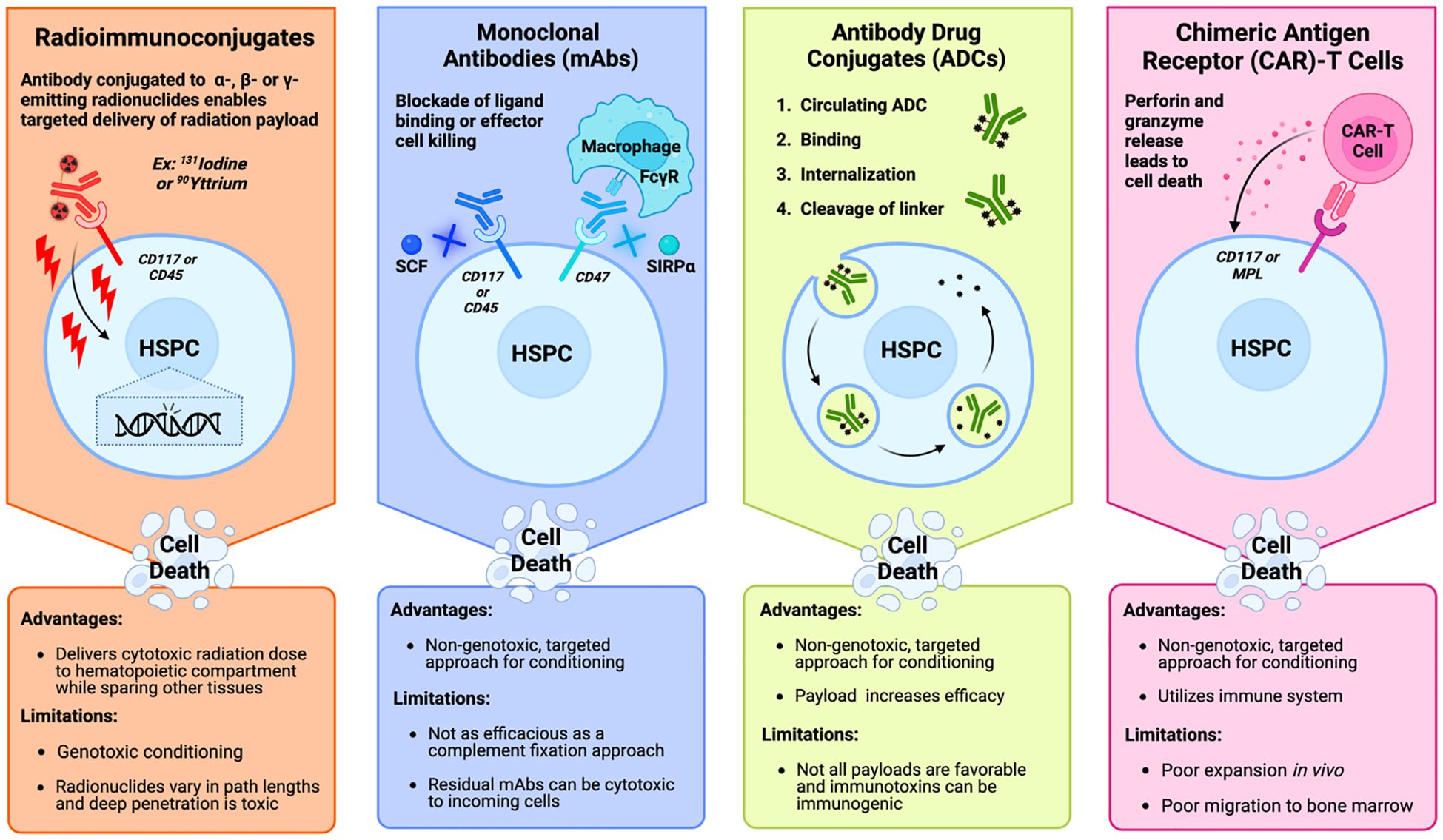 Illustration depicting four strategies for inducing hematopoietic stem and progenitor cell (HSPC) death: Radioimmunoconjugates, Monoclonal Antibodies, Antibody Drug Conjugates, and Chimeric Antigen Receptor T Cells. Each strategy is detailed with mechanisms, advantages, and limitations. Radioimmunoconjugates deliver targeted radiation. Monoclonal Antibodies block ligand binding. Antibody Drug Conjugates entail binding, internalization, and cleavage. CAR-T Cells release perforin and granzyme. Each strategy is highlighted with respective advantages and limitations regarding genotoxicity, efficacy, and immune utilization.