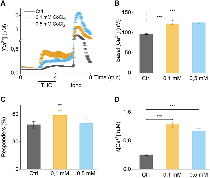 Graphical data showing the effects of cobalt chloride (CoCl₂) on calcium ion concentration and response. (A) Line graph showing calcium levels over time under control, 0.1 millimolar, and 0.5 millimolar CoCl₂ conditions, with notable increases after ionomycin (Iono) application. (B) Bar graph comparing basal calcium levels across treatments, with significant increases in 0.1 and 0.5 millimolar groups. (C) Bar graph showing percentage responders, with increased response at 0.1 millimolar. (D) Bar graph indicating changes in calcium concentration, with significant increases in both CoCl₂ treatments. Statistical significance is marked by asterisks.