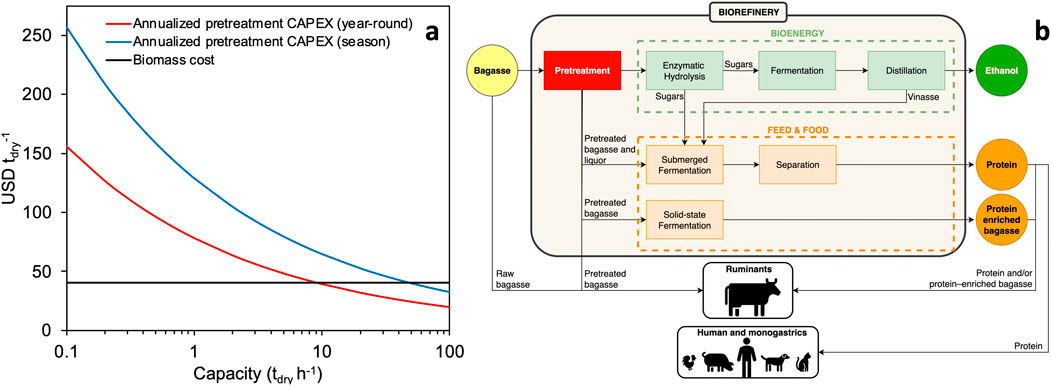 “Panel a shows a graph with capacity on the x-axis and cost in USD per ton on the y-axis. It features three lines: red for year-round capital expenditure (CAPEX), blue for seasonal CAPEX, and black for biomass cost. CAPEX decreases as capacity increases. Panel b is a flowchart of a biorefinery process. It includes steps like pretreatment, enzymatic hydrolysis, fermentation, and distillation, leading to ethanol production, with byproducts for protein feed used for ruminants and monogastric animals and humans.”