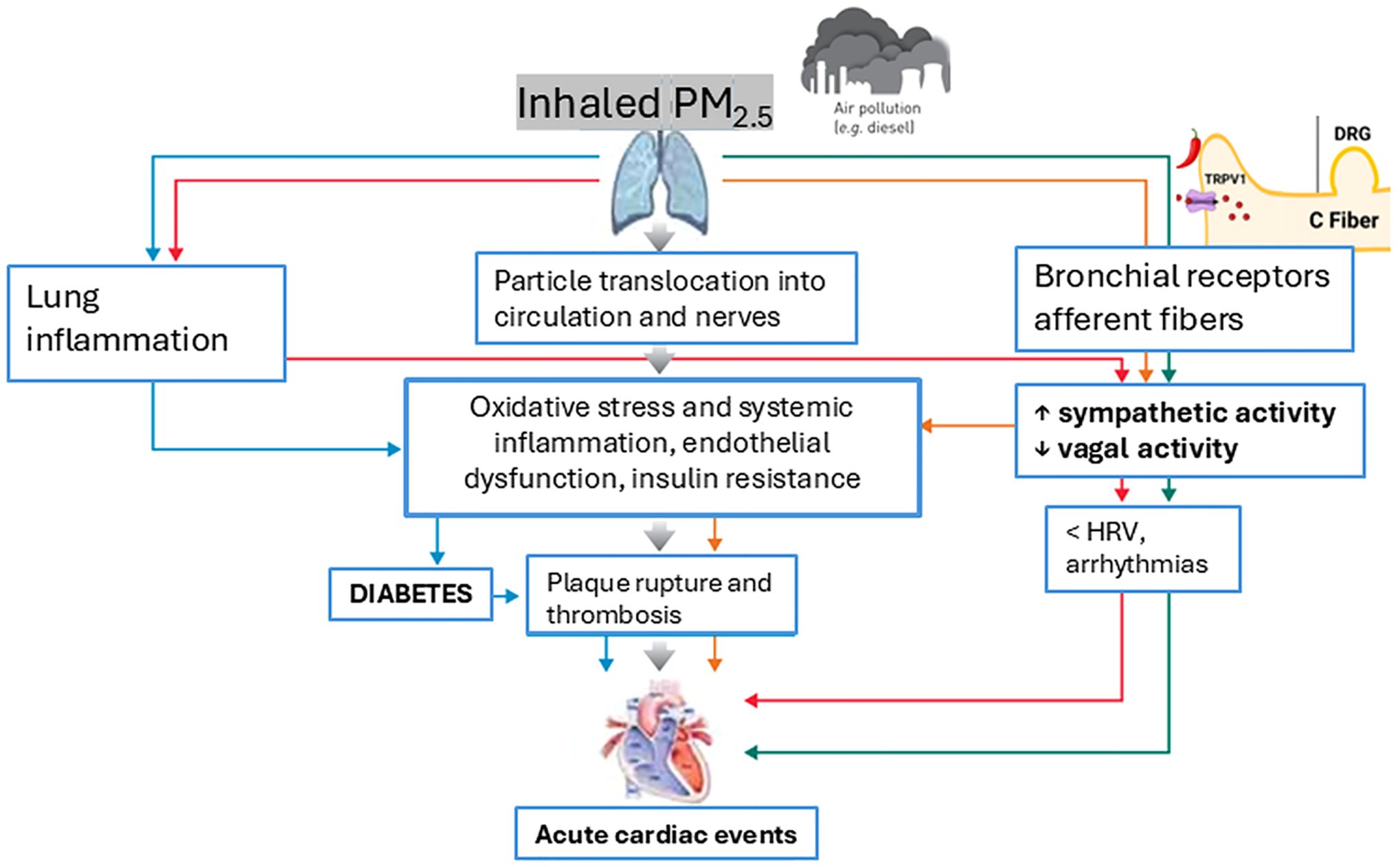 Flowchart illustrating the impact of inhaled PM2.5 from air pollution. It shows pathways leading to lung inflammation and activation of bronchial receptors. This results in oxidative stress, systemic inflammation, and increased sympathetic activity, causing diabetes, plaque rupture, arrhythmias, and acute cardiac events. The chart highlights particle translocation into circulation, endothelial dysfunction, and insulin resistance as key factors, eventually affecting heart rate variability.