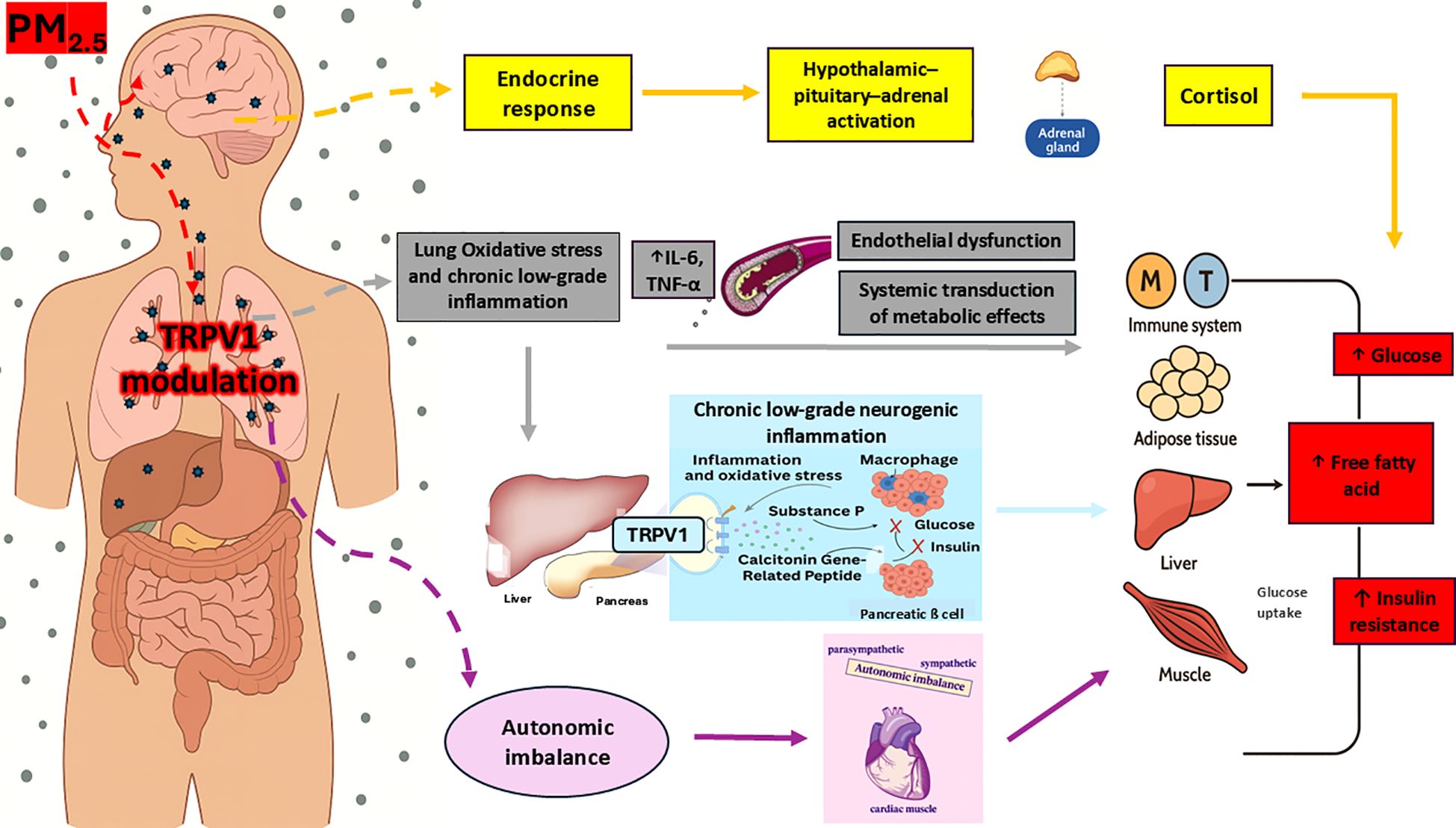 Diagram illustrating the effects of PM2.5 particles on the body. Key processes include TRPV1 modulation, leading to endocrine response and hypothalamic-pituitary-adrenal activation, resulting in cortisol release. The image details lung oxidative stress, chronic inflammation, endothelial dysfunction, and systemic metabolic effects. An increase in interleukins IL-6 and TNF-alpha affects the immune system, leading to elevated glucose, free fatty acids, and insulin resistance. Chronic inflammation impacts the liver, pancreas, and autonomic balance, illustrated by interconnected arrows and labeled pathways.